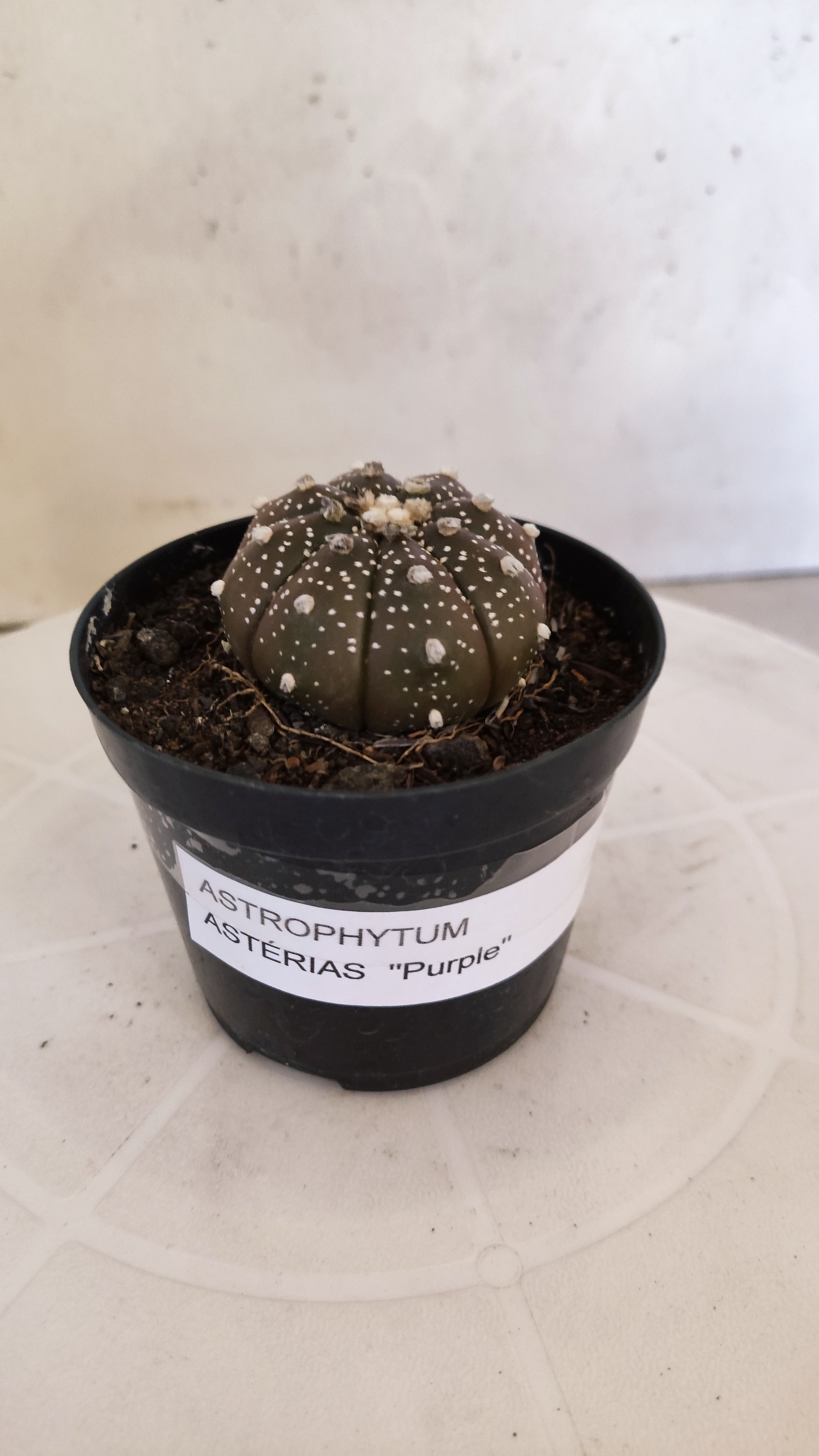 ASTROPHYTUM ASTERIAS “Purple”  Nº 1138 – vaso 09