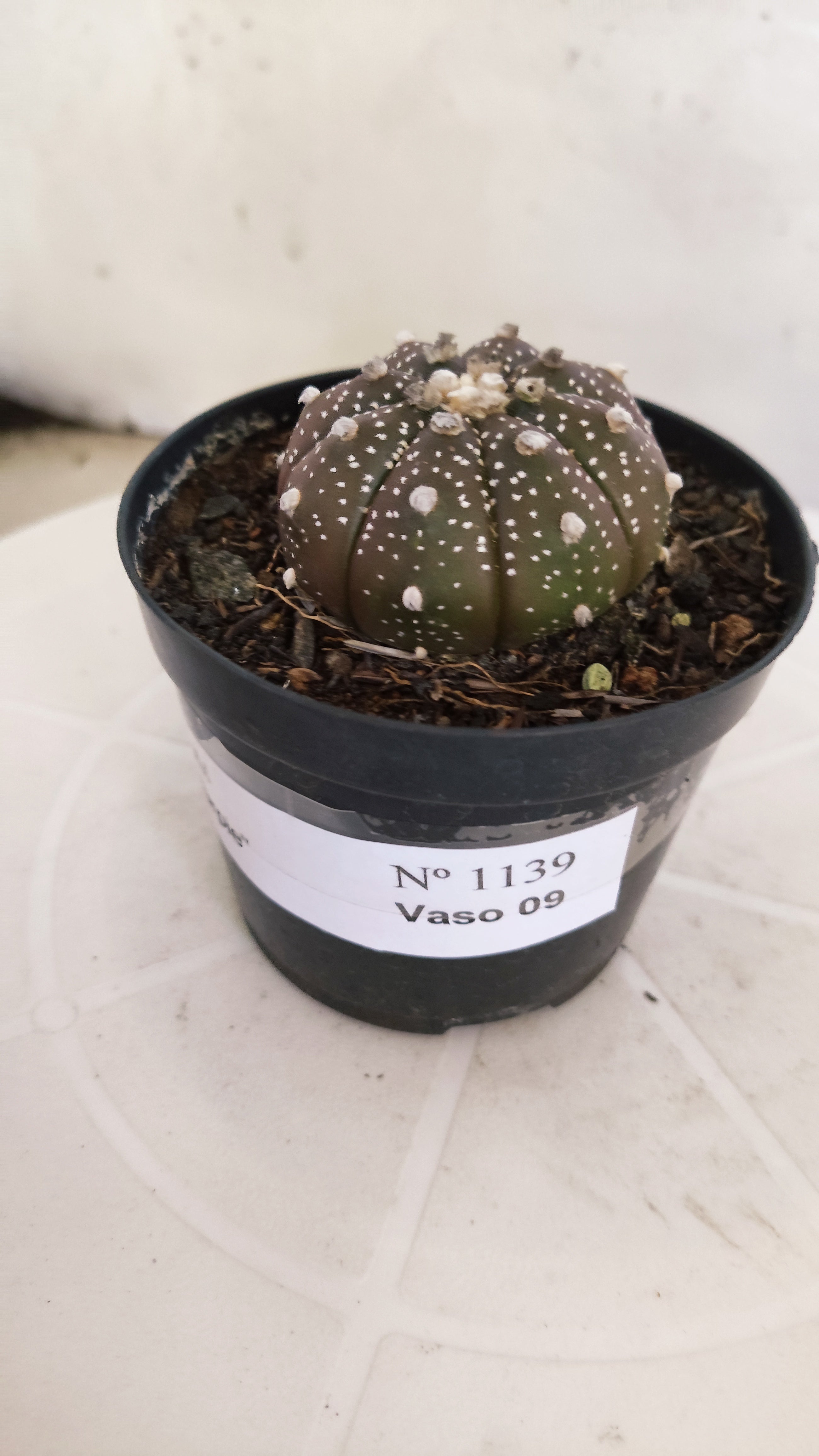 ASTROPHYTUM ASTERIAS “Purple”  Nº 1138 – vaso 09
