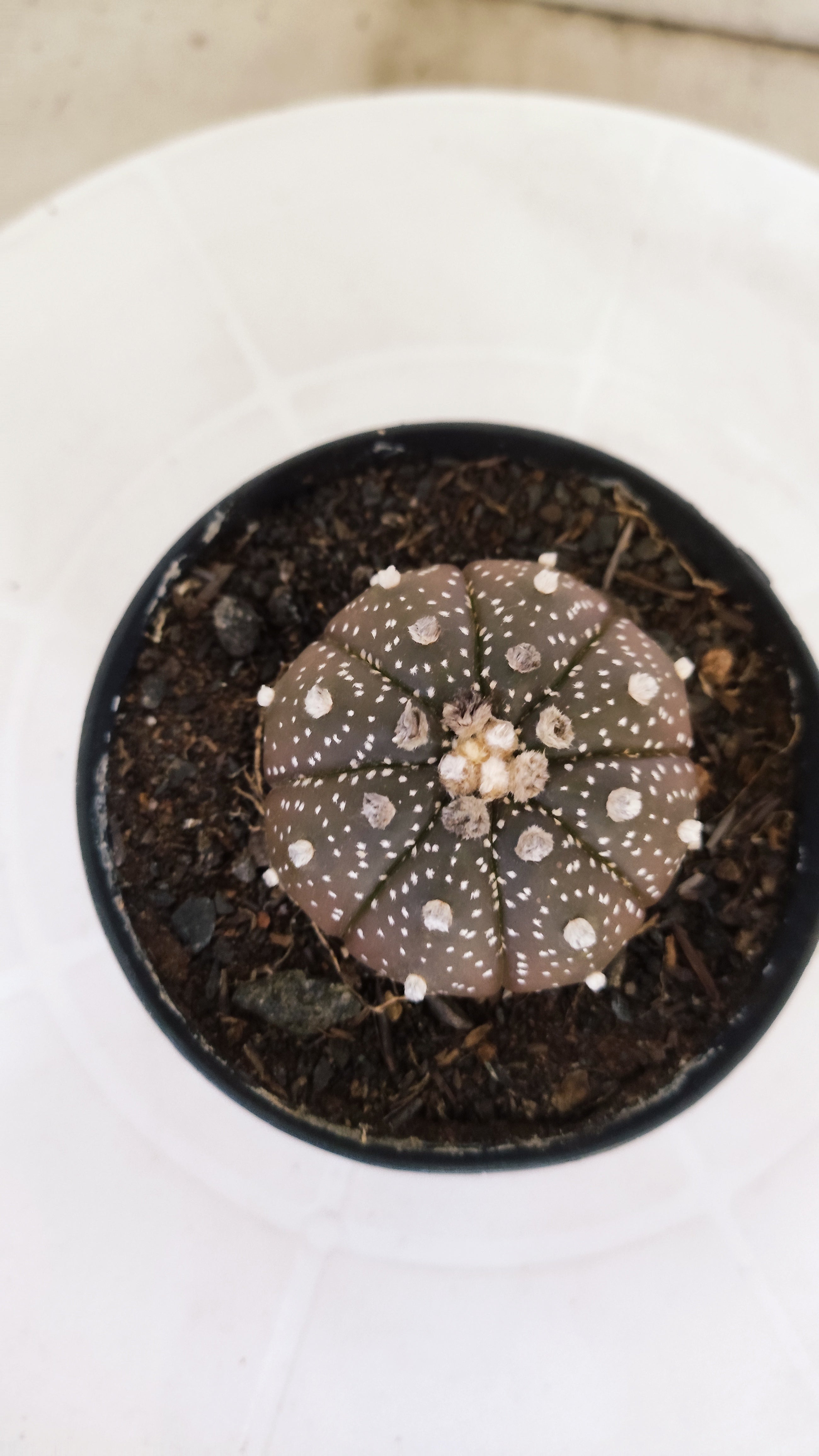 ASTROPHYTUM ASTERIAS “Purple”  Nº 1138 – vaso 09
