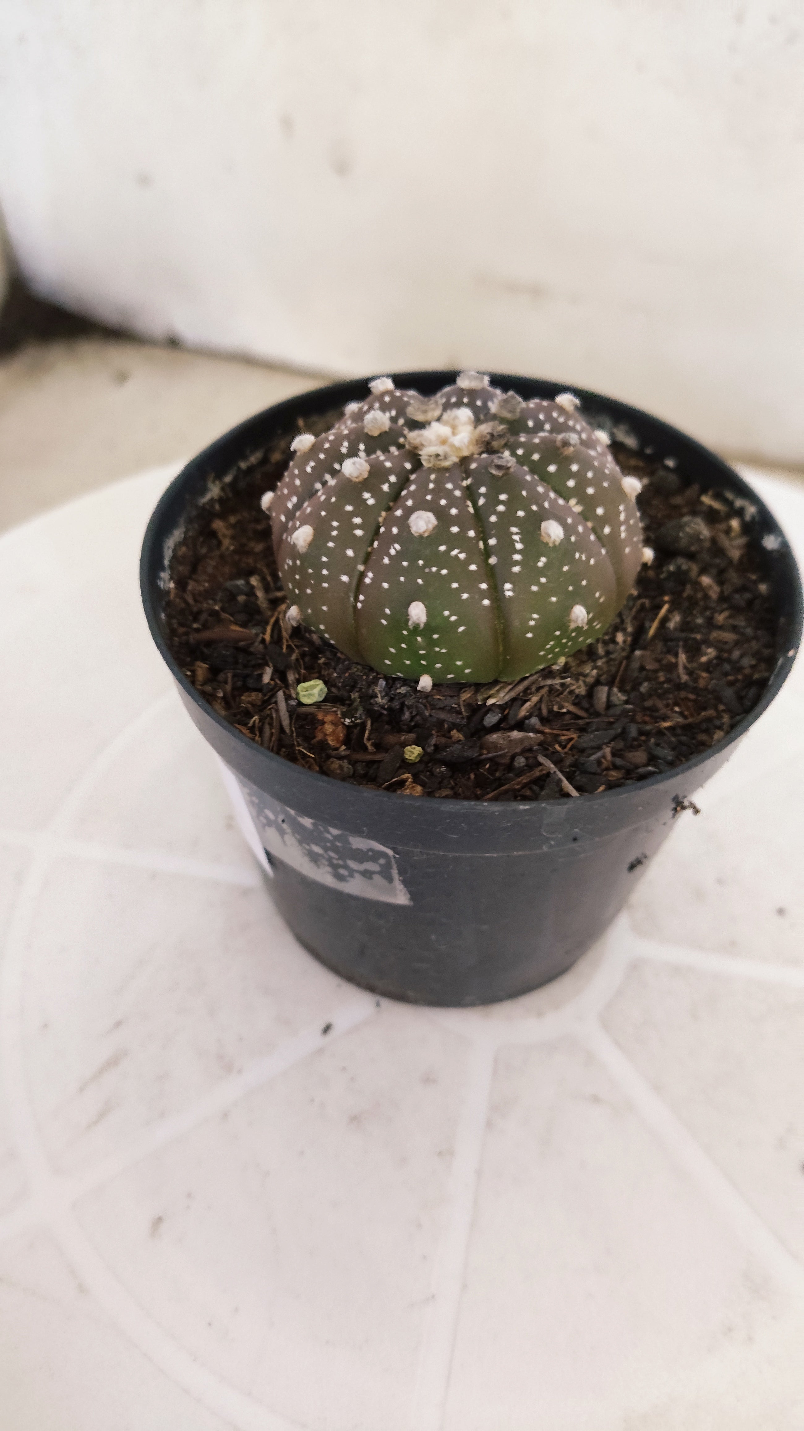 ASTROPHYTUM ASTERIAS “Purple”  Nº 1138 – vaso 09