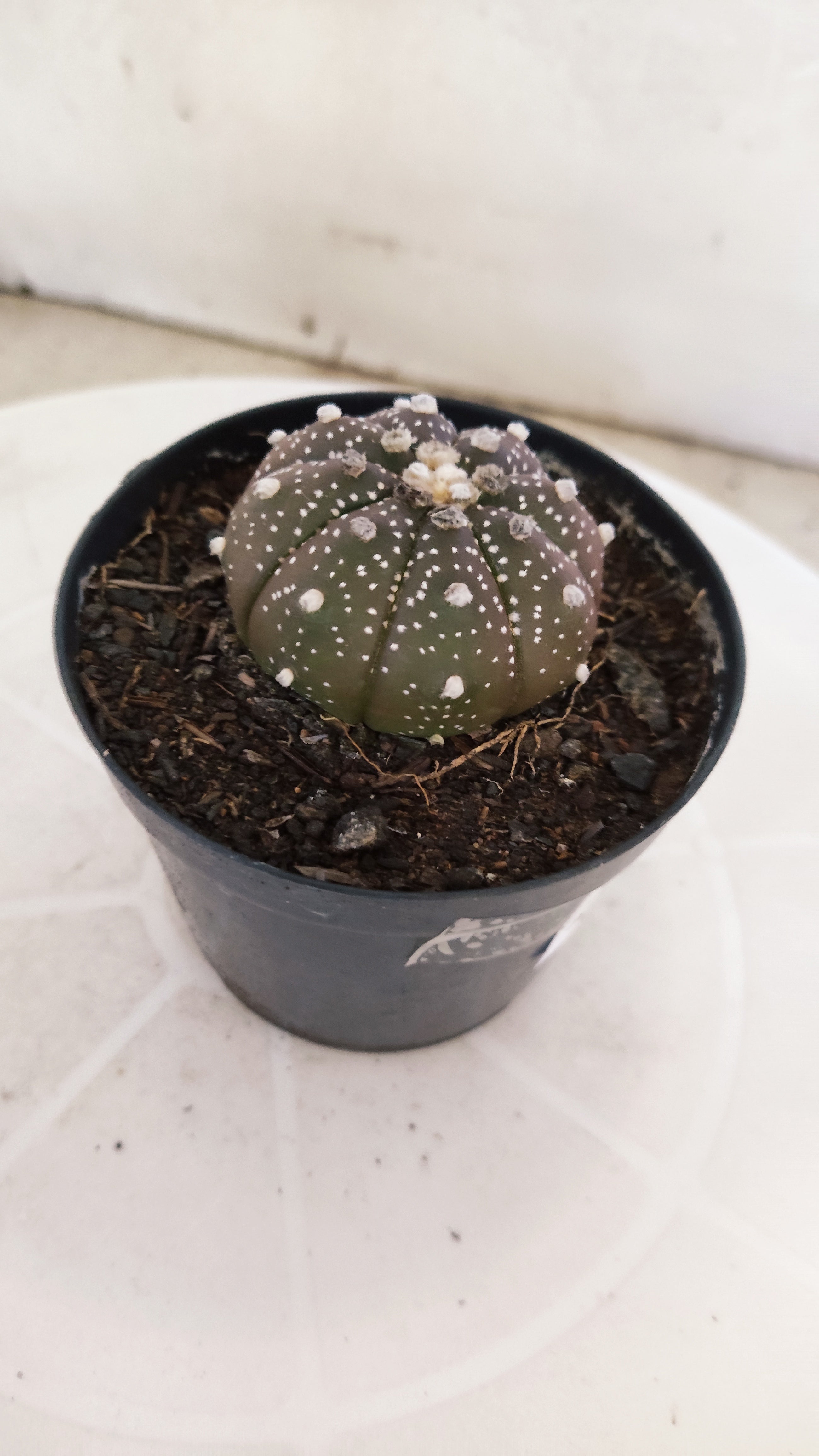 ASTROPHYTUM ASTERIAS “Purple”  Nº 1138 – vaso 09