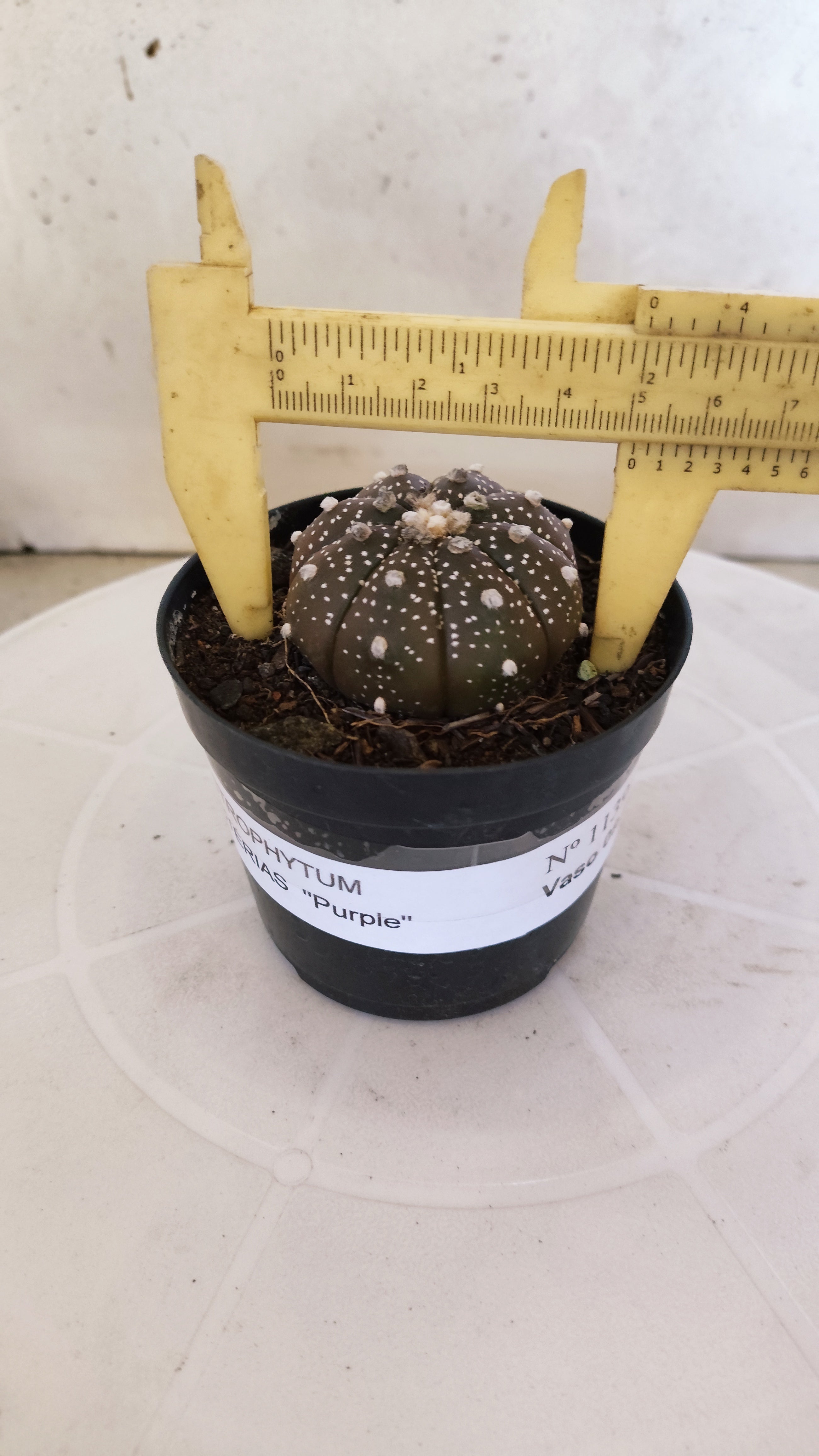 ASTROPHYTUM ASTERIAS “Purple”  Nº 1138 – vaso 09