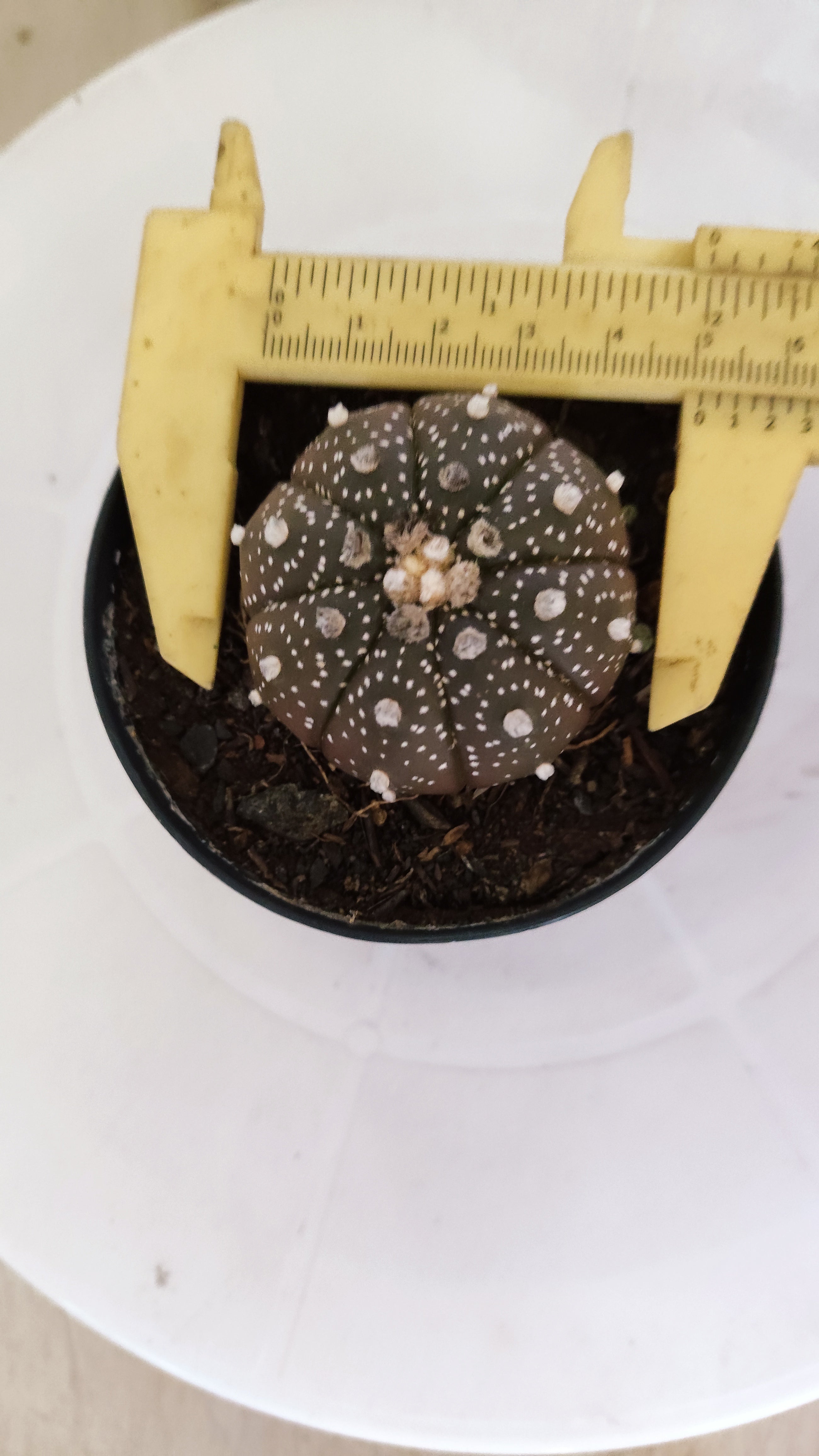 ASTROPHYTUM ASTERIAS “Purple”  Nº 1138 – vaso 09