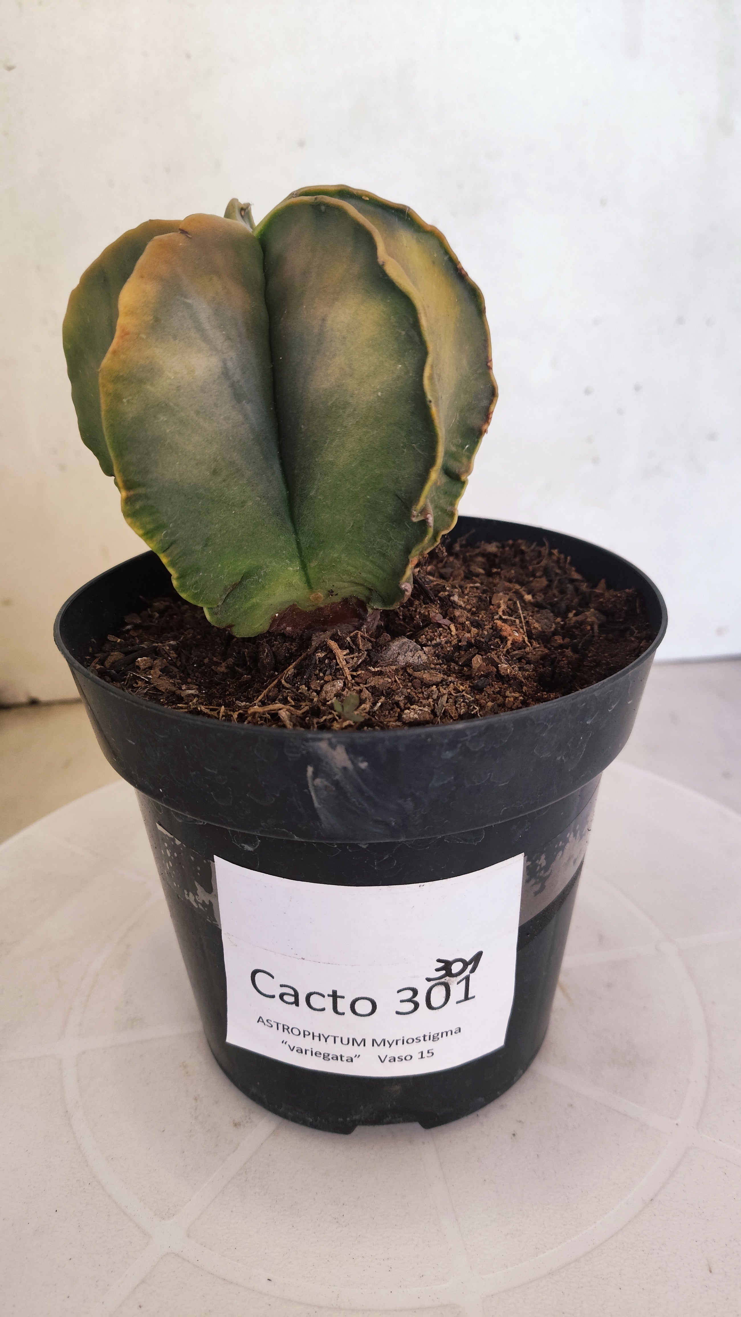 ASTROPHYTUM MYRIOSTIGMA "Variegata"  Nº 301 – vaso 15