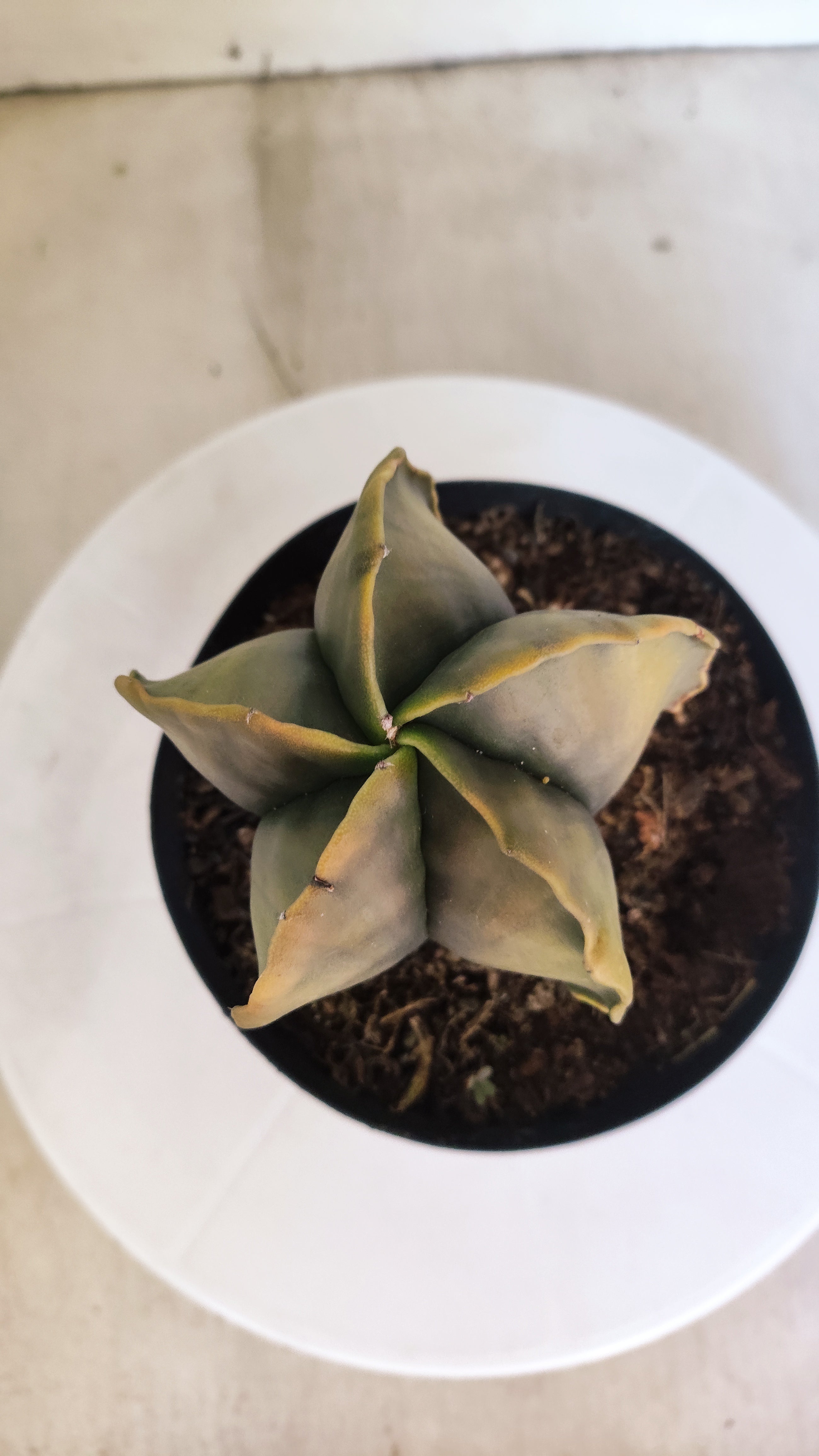 ASTROPHYTUM MYRIOSTIGMA "Variegata"  Nº 301 – vaso 15