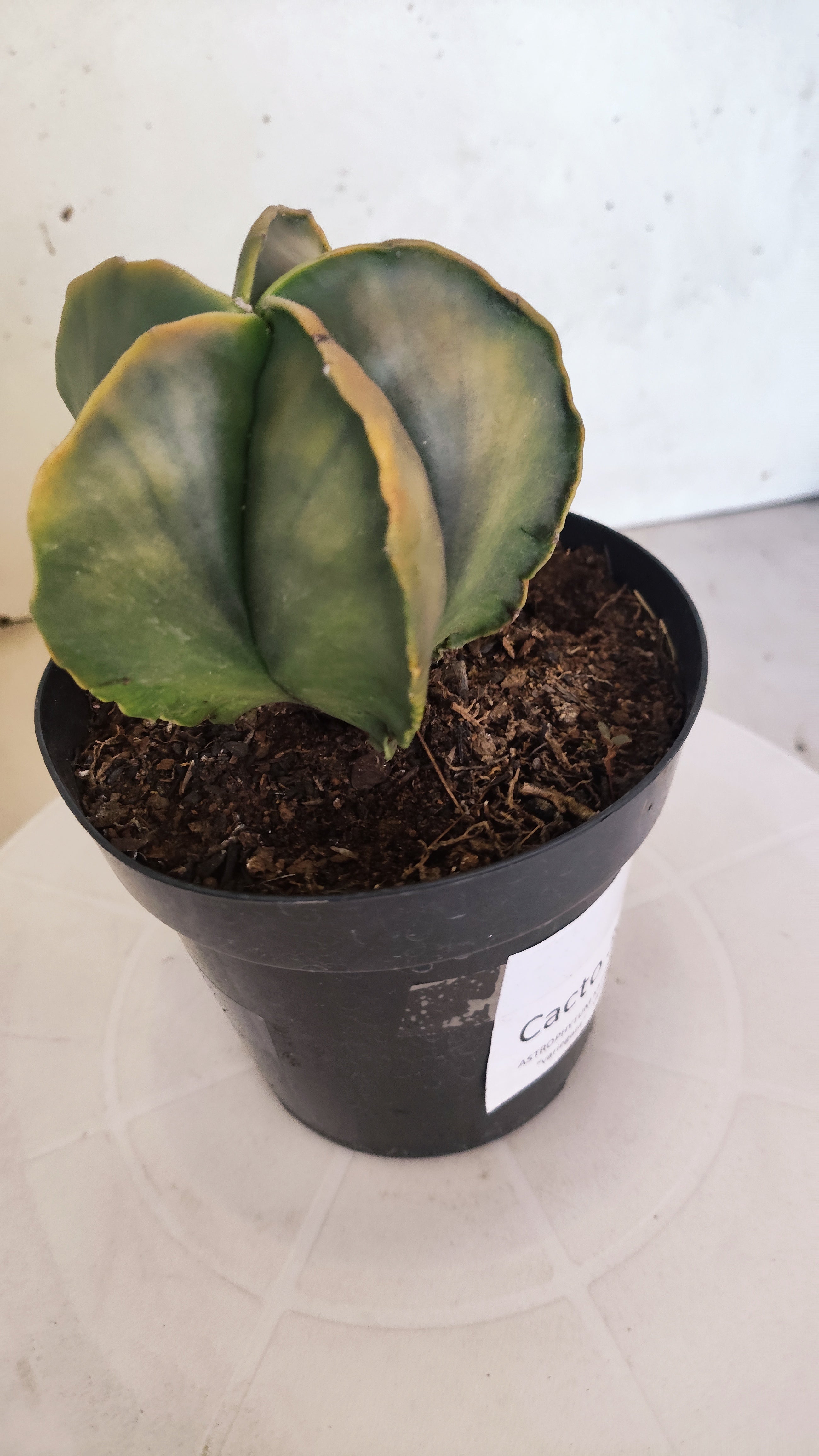 ASTROPHYTUM MYRIOSTIGMA "Variegata"  Nº 301 – vaso 15