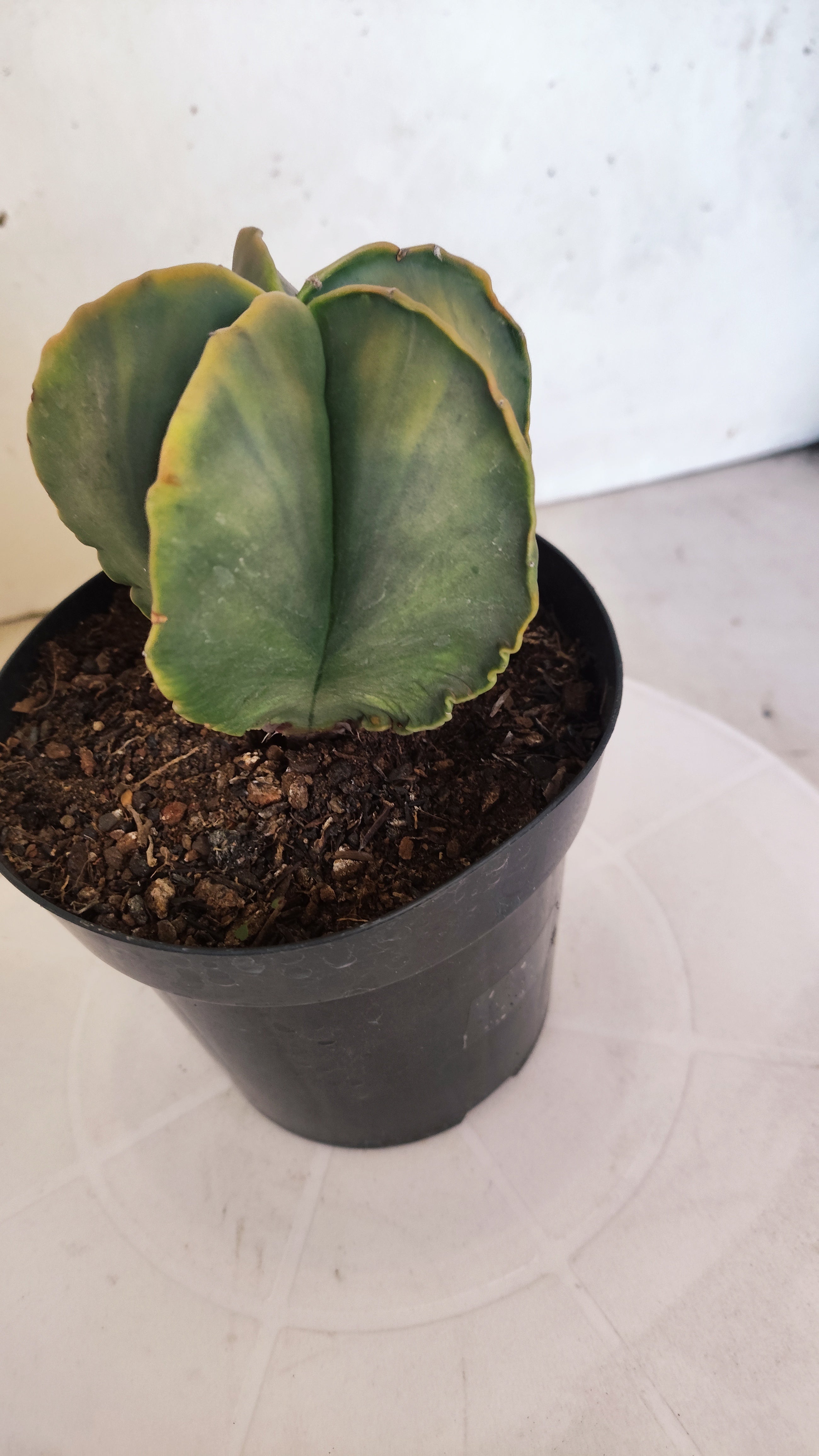 ASTROPHYTUM MYRIOSTIGMA "Variegata"  Nº 301 – vaso 15