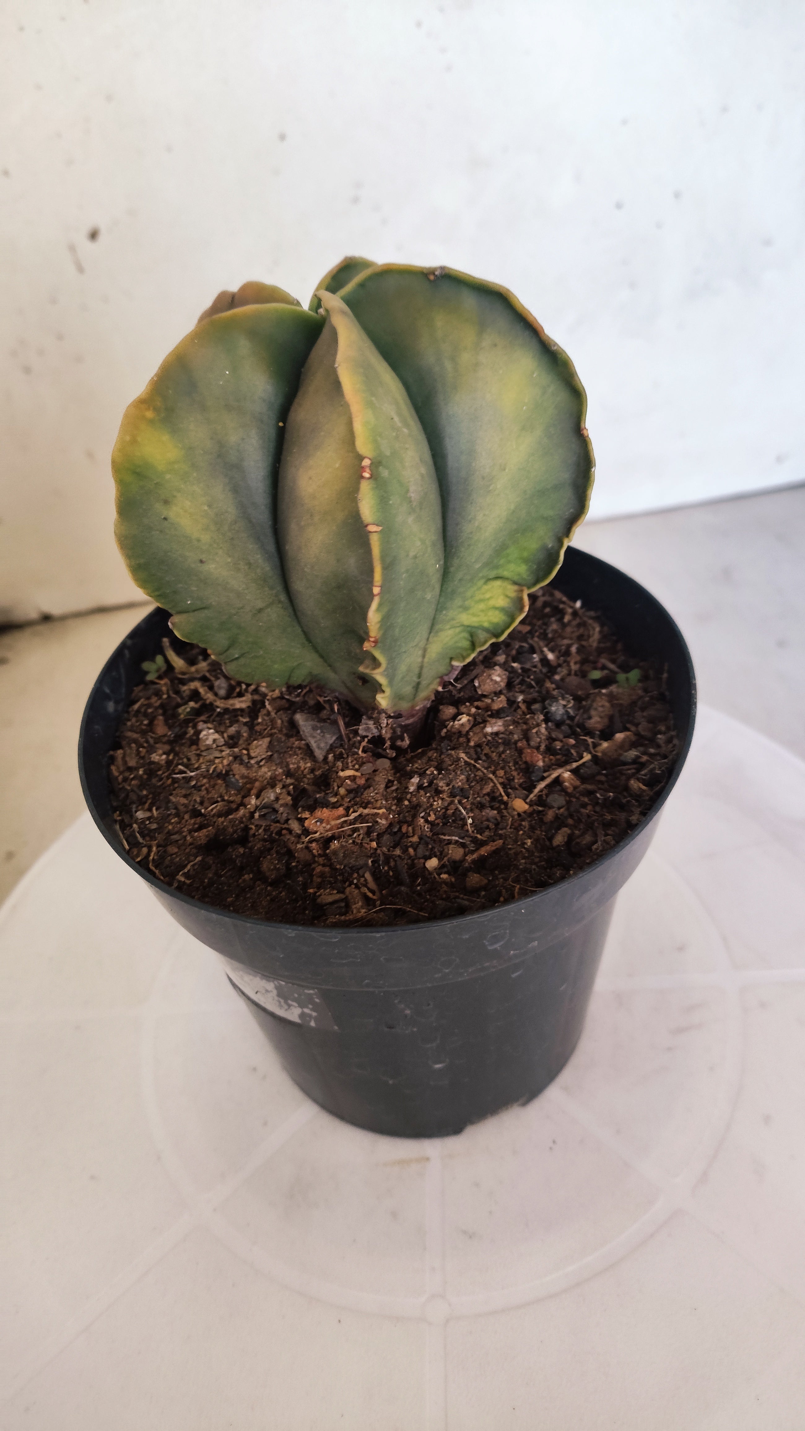 ASTROPHYTUM MYRIOSTIGMA "Variegata"  Nº 301 – vaso 15