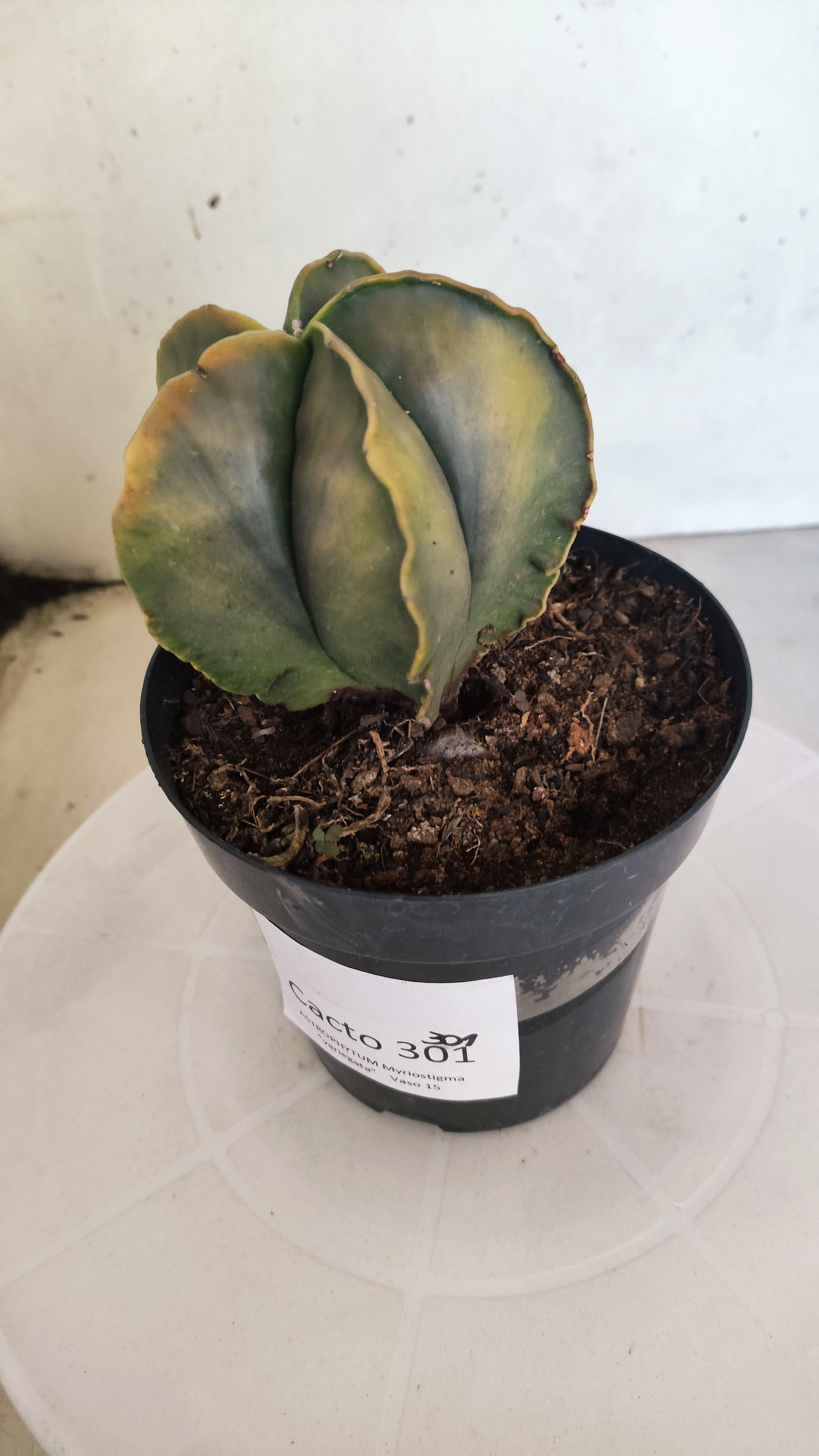ASTROPHYTUM MYRIOSTIGMA "Variegata"  Nº 301 – vaso 15