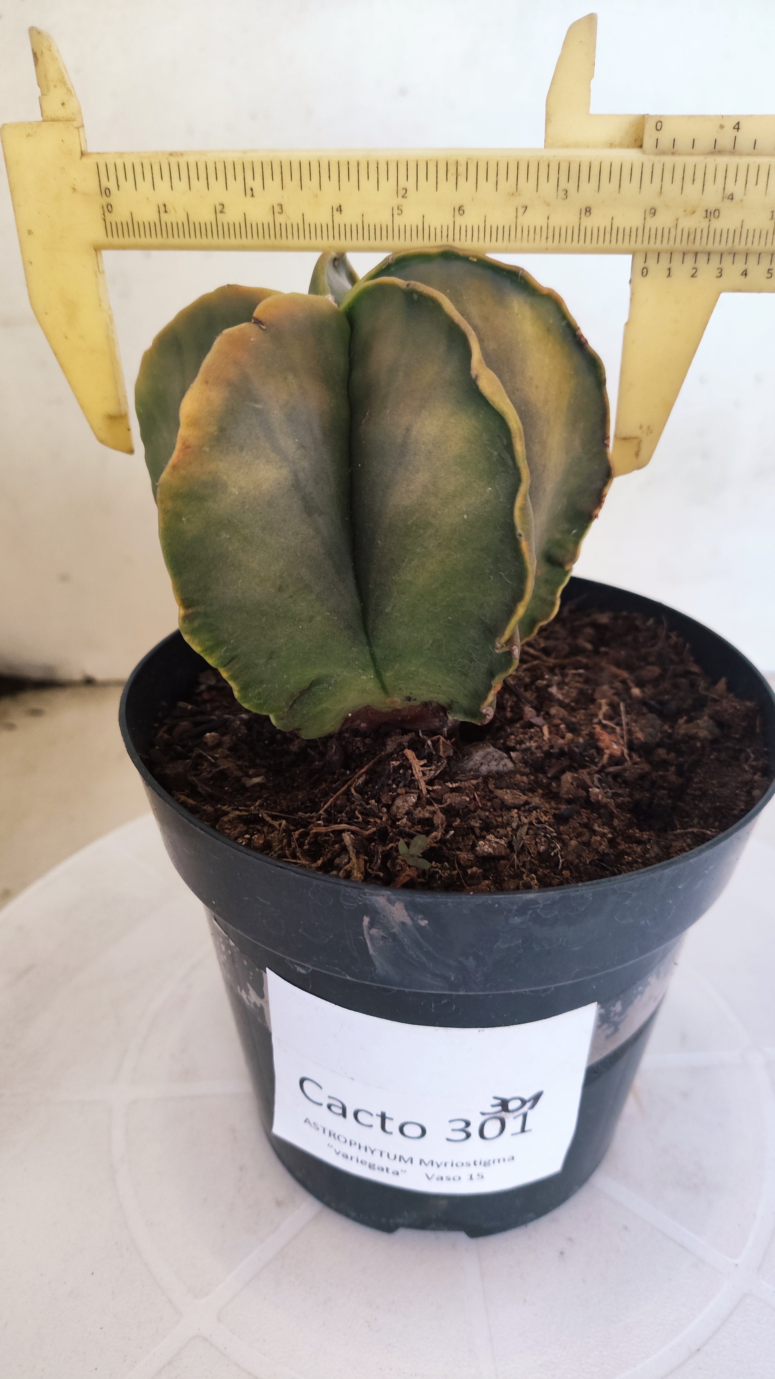 ASTROPHYTUM MYRIOSTIGMA "Variegata"  Nº 301 – vaso 15