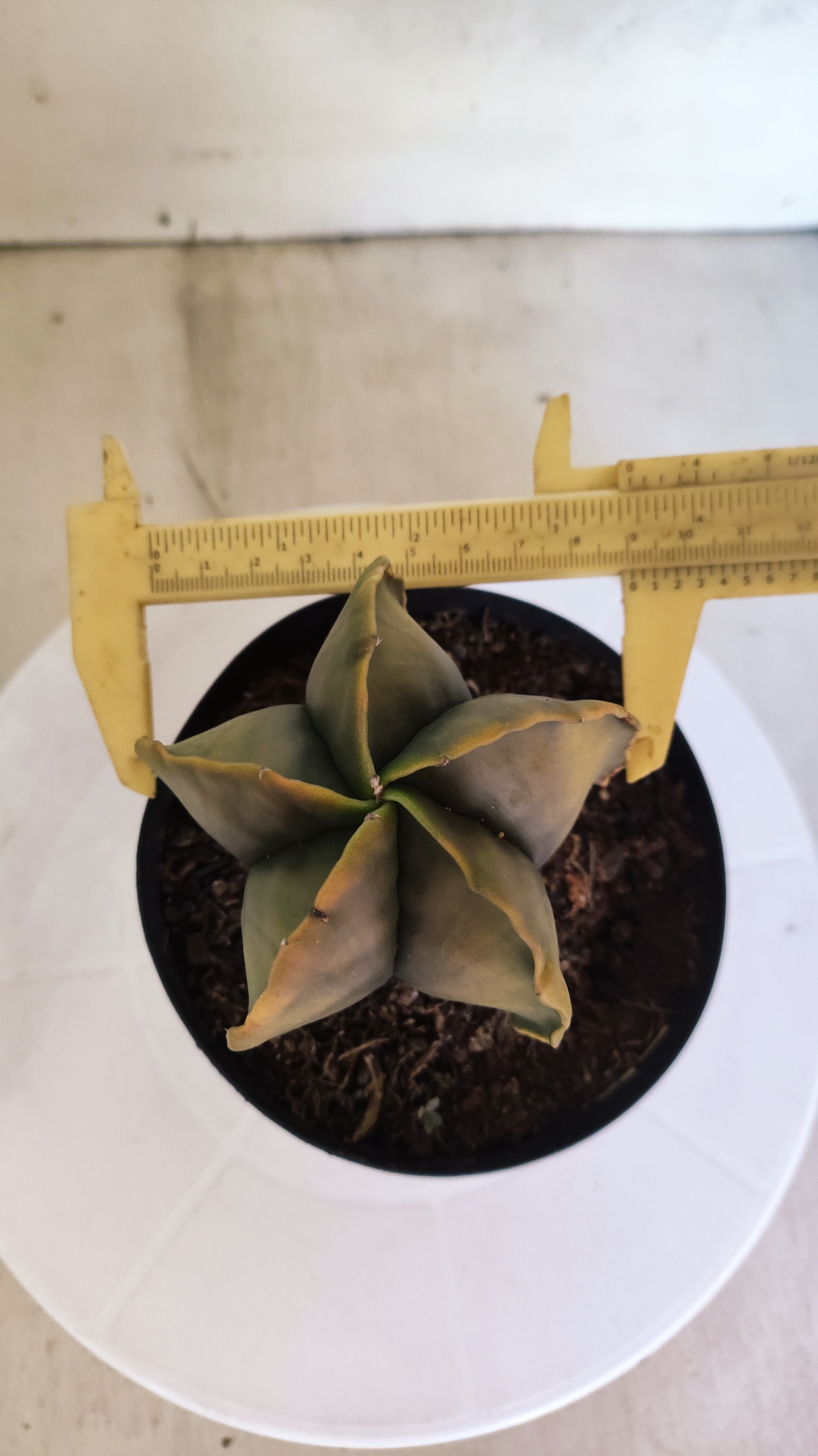 ASTROPHYTUM MYRIOSTIGMA "Variegata"  Nº 301 – vaso 15