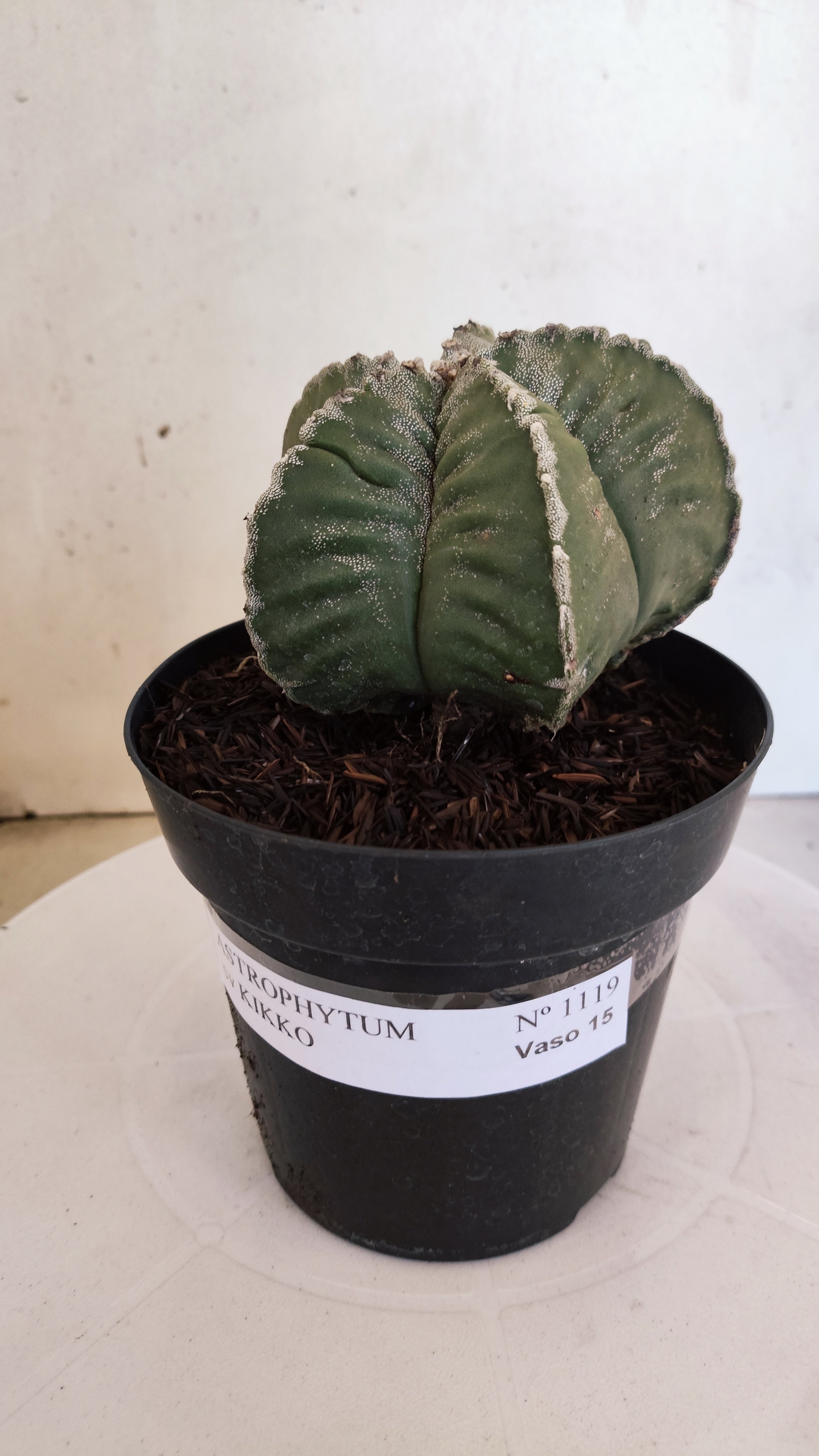 MATRIZ ASTROPHYTUM cv KIKKO   Nº 1119 – vaso 15