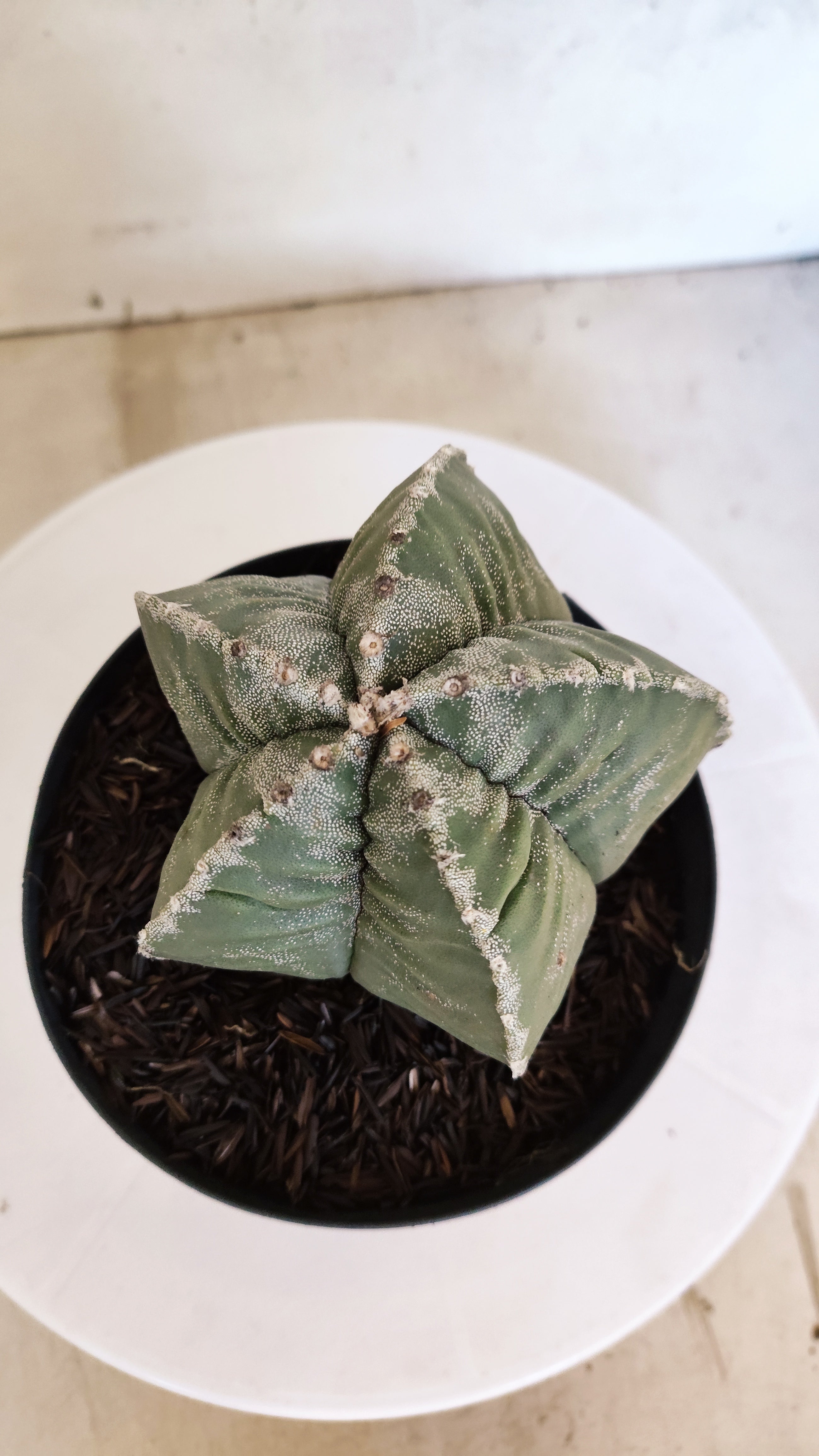 MATRIZ ASTROPHYTUM cv KIKKO   Nº 1119 – vaso 15