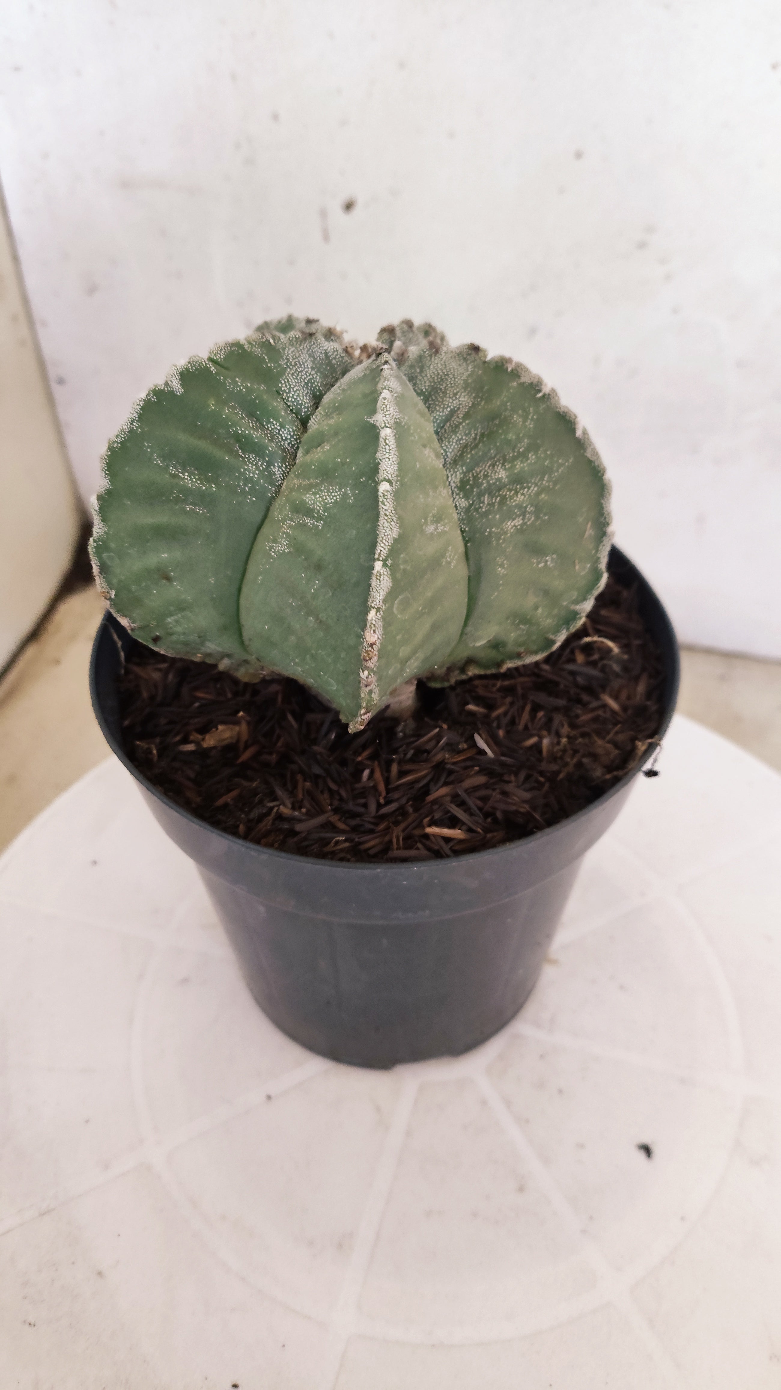 MATRIZ ASTROPHYTUM cv KIKKO   Nº 1119 – vaso 15