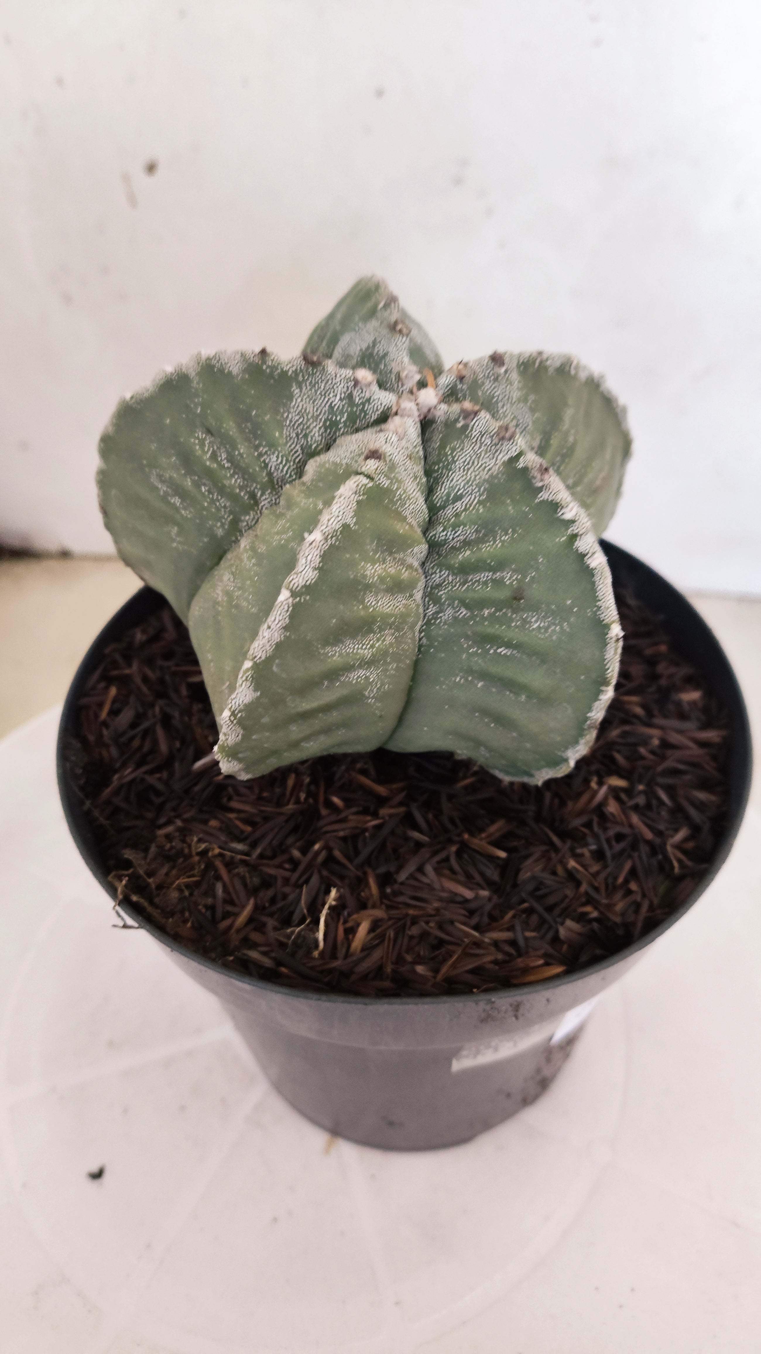 MATRIZ ASTROPHYTUM cv KIKKO   Nº 1119 – vaso 15