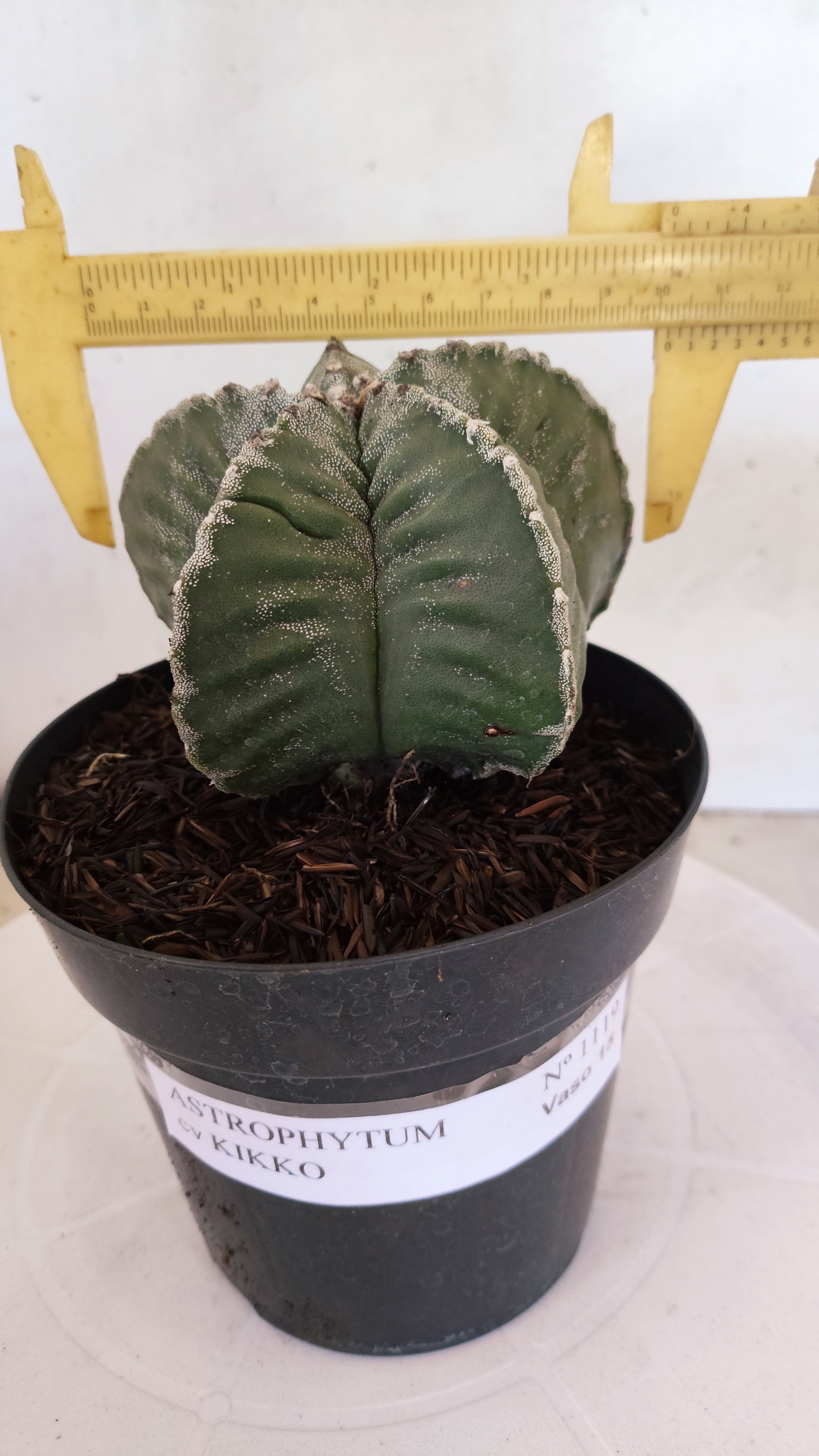 MATRIZ ASTROPHYTUM cv KIKKO   Nº 1119 – vaso 15