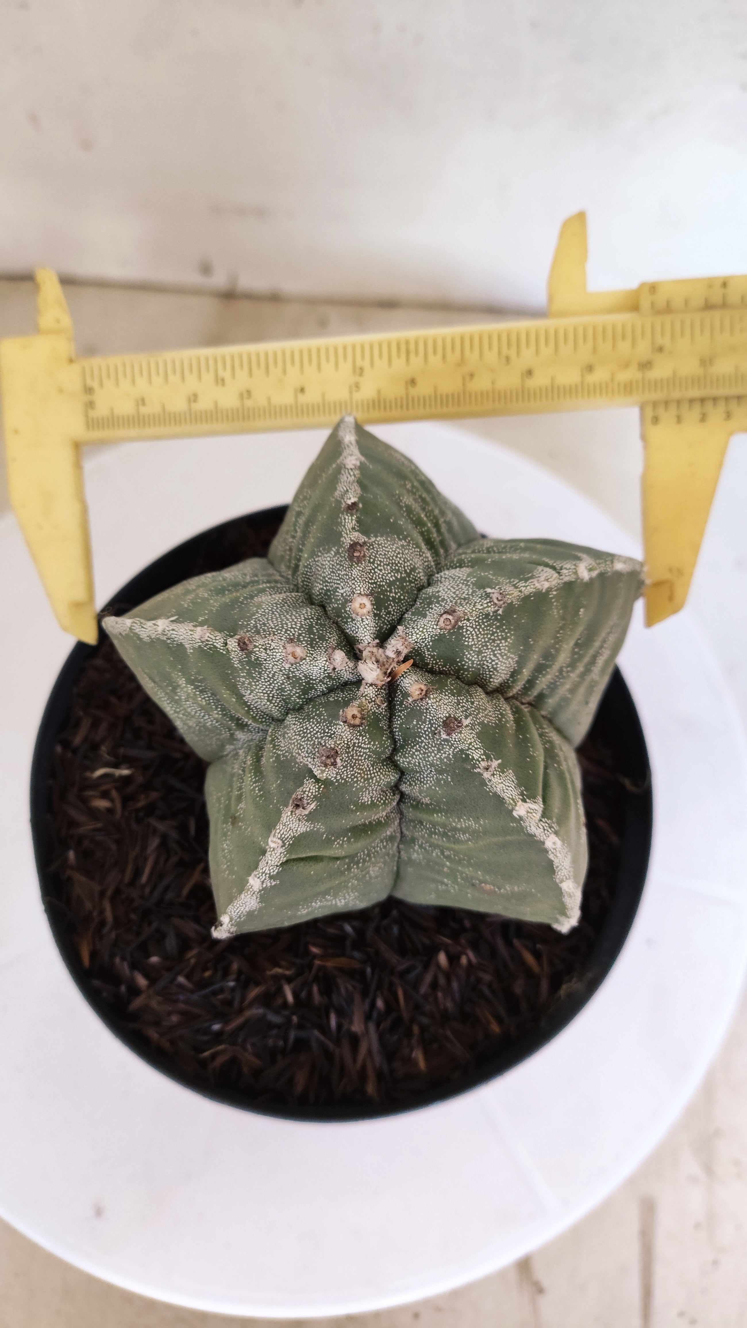 MATRIZ ASTROPHYTUM cv KIKKO   Nº 1119 – vaso 15
