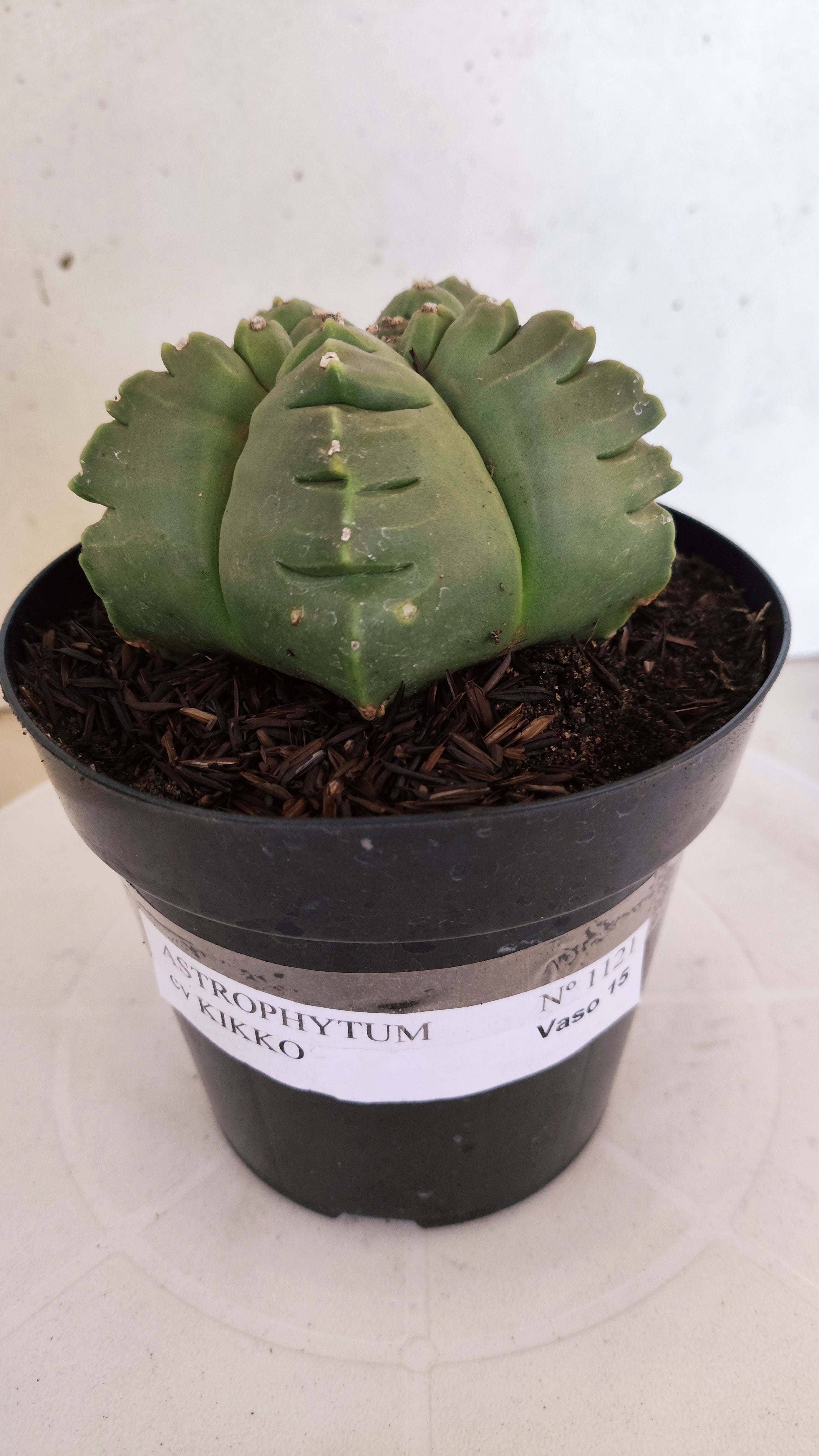 MATRIZ ASTROPHYTUM cv KIKKO   Nº 1121 – vaso 15