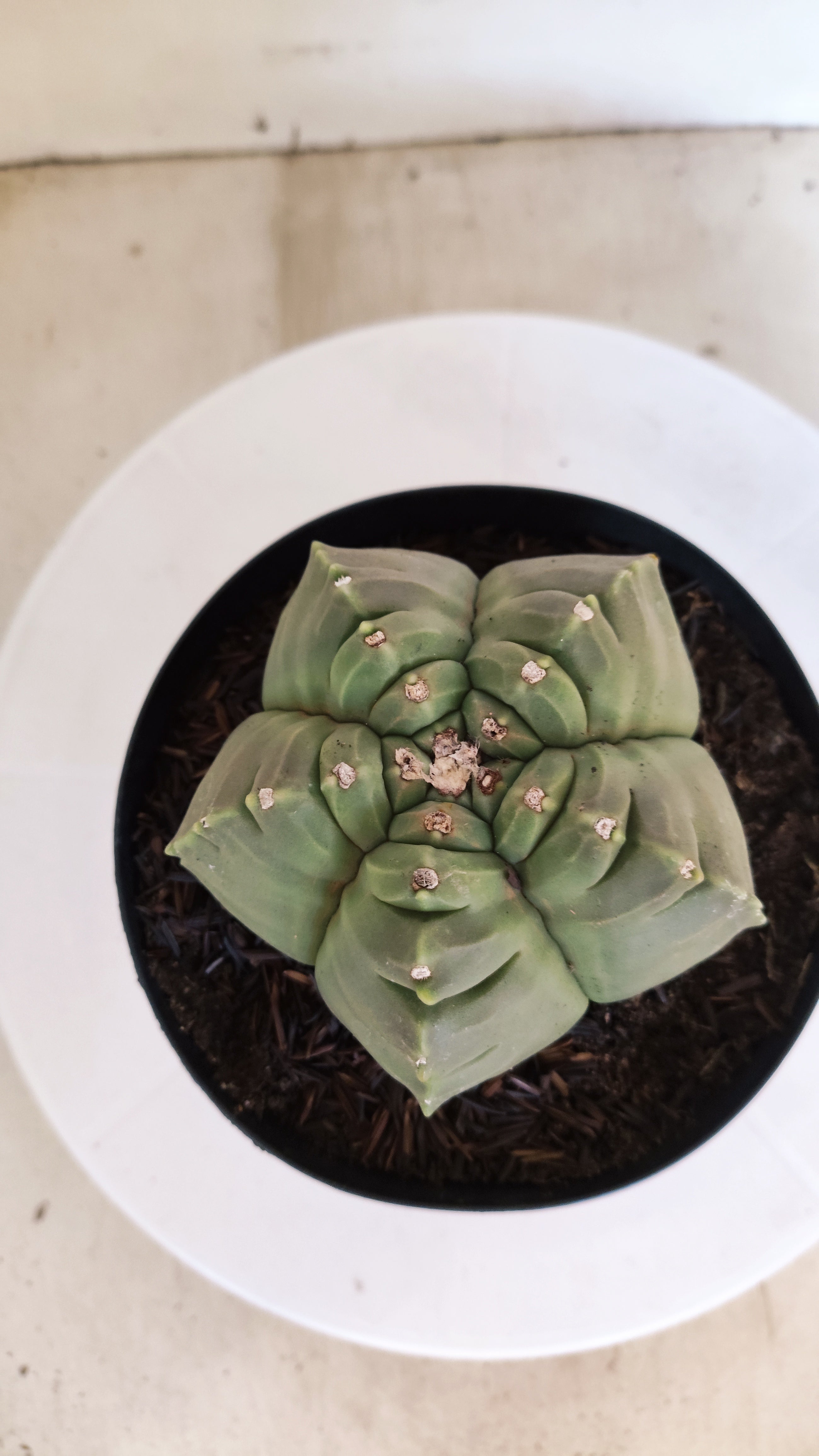 MATRIZ ASTROPHYTUM cv KIKKO   Nº 1121 – vaso 15