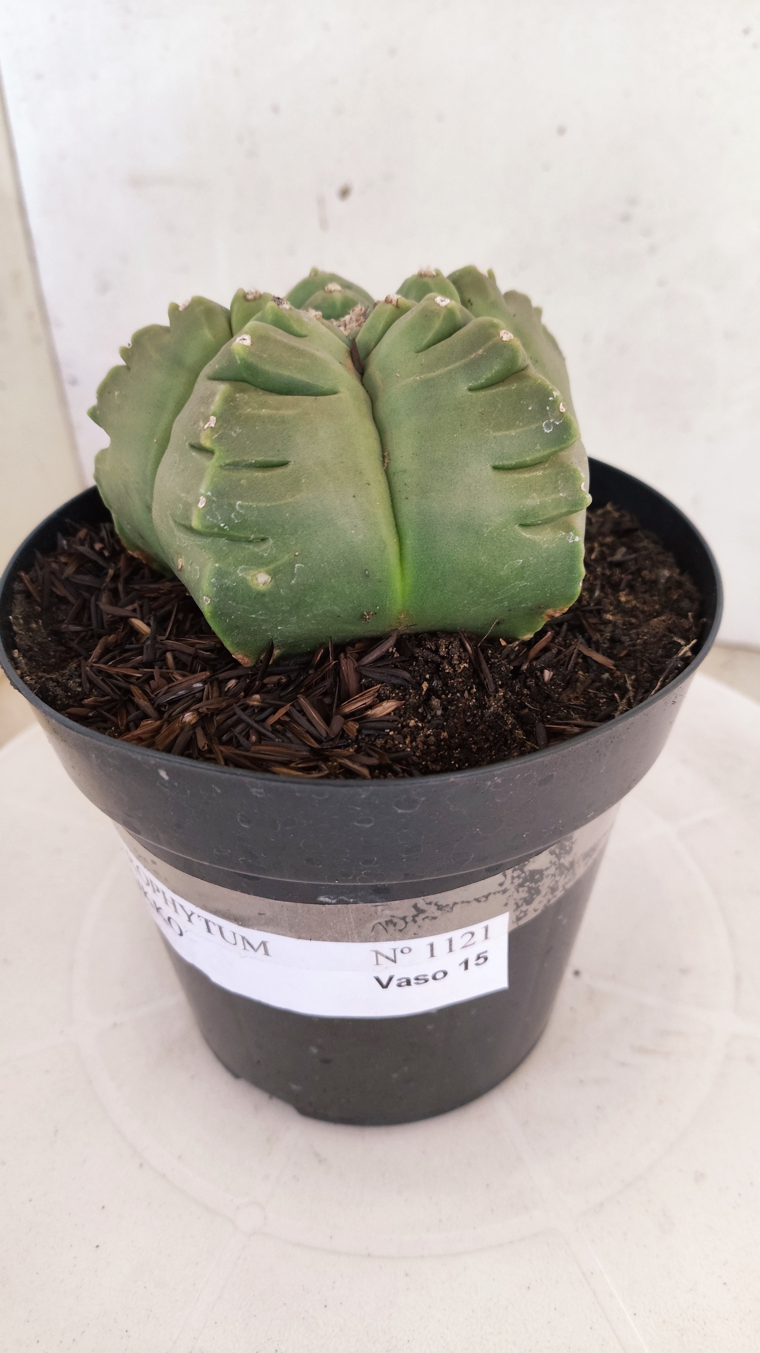 MATRIZ ASTROPHYTUM cv KIKKO   Nº 1121 – vaso 15