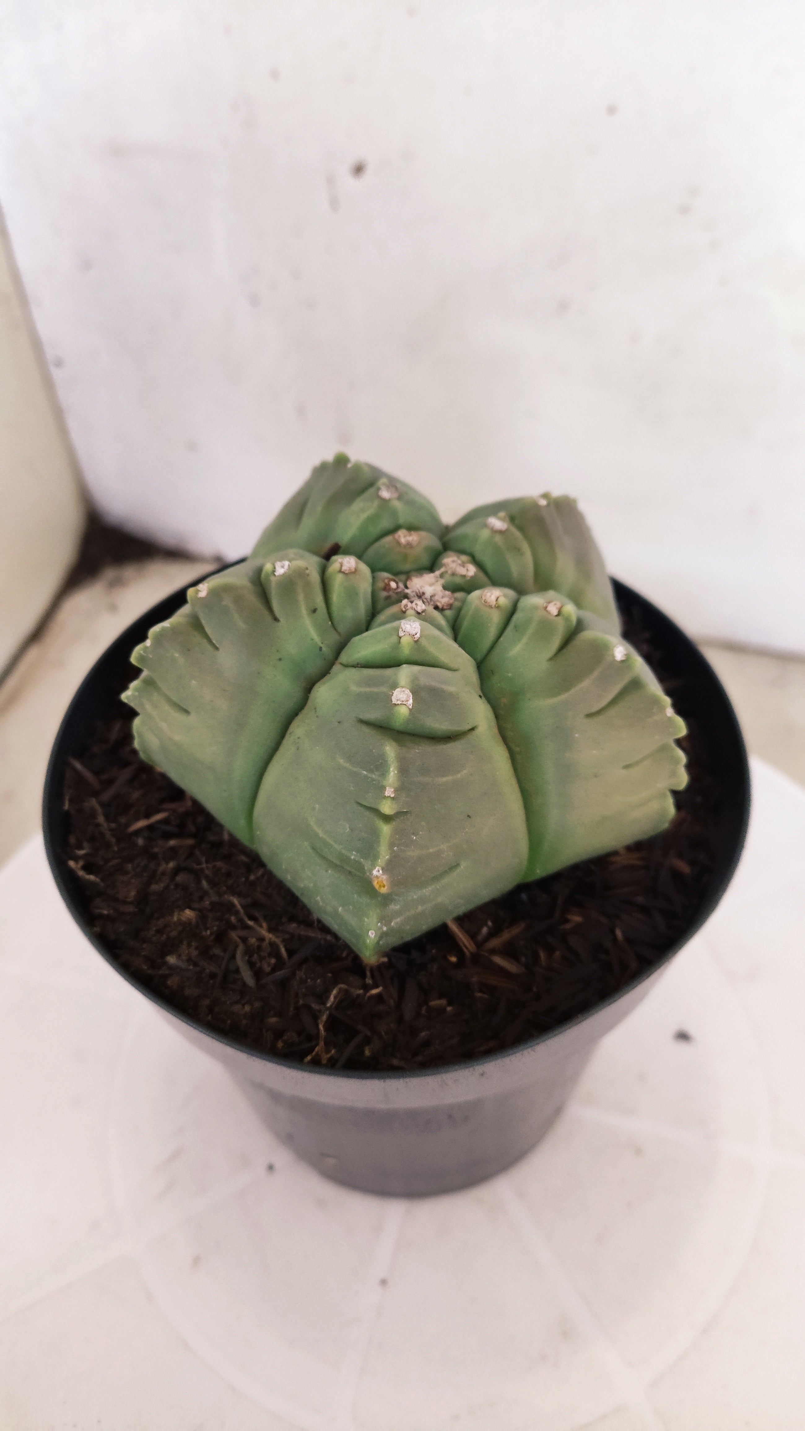 MATRIZ ASTROPHYTUM cv KIKKO   Nº 1121 – vaso 15