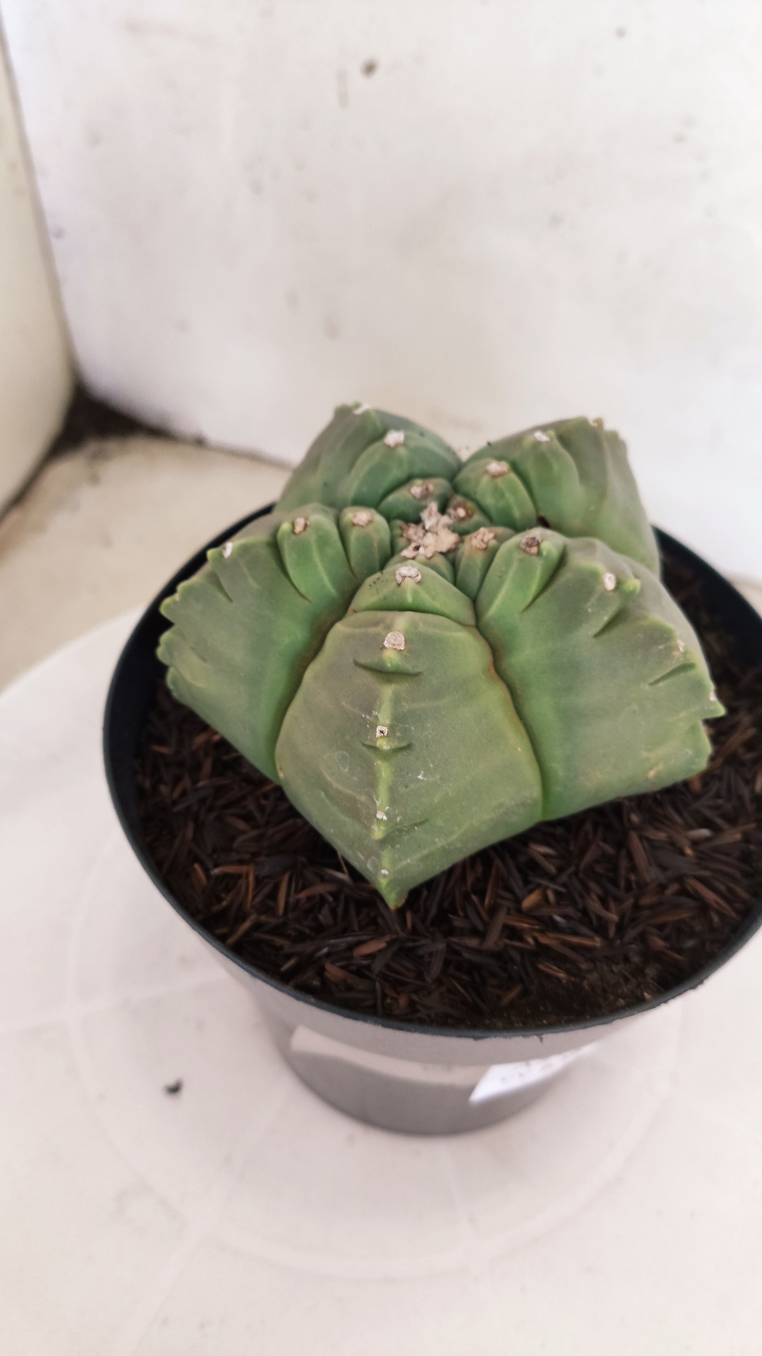 MATRIZ ASTROPHYTUM cv KIKKO   Nº 1121 – vaso 15