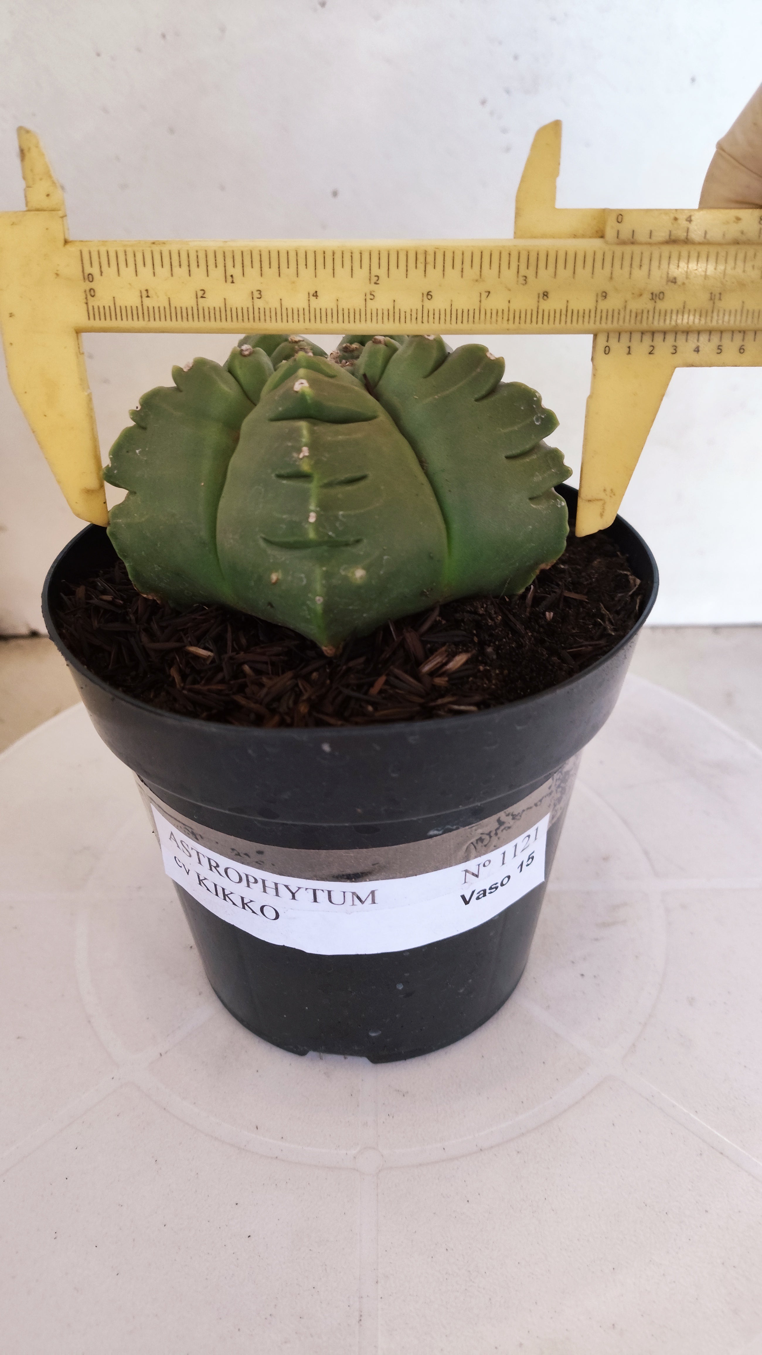 MATRIZ ASTROPHYTUM cv KIKKO   Nº 1121 – vaso 15