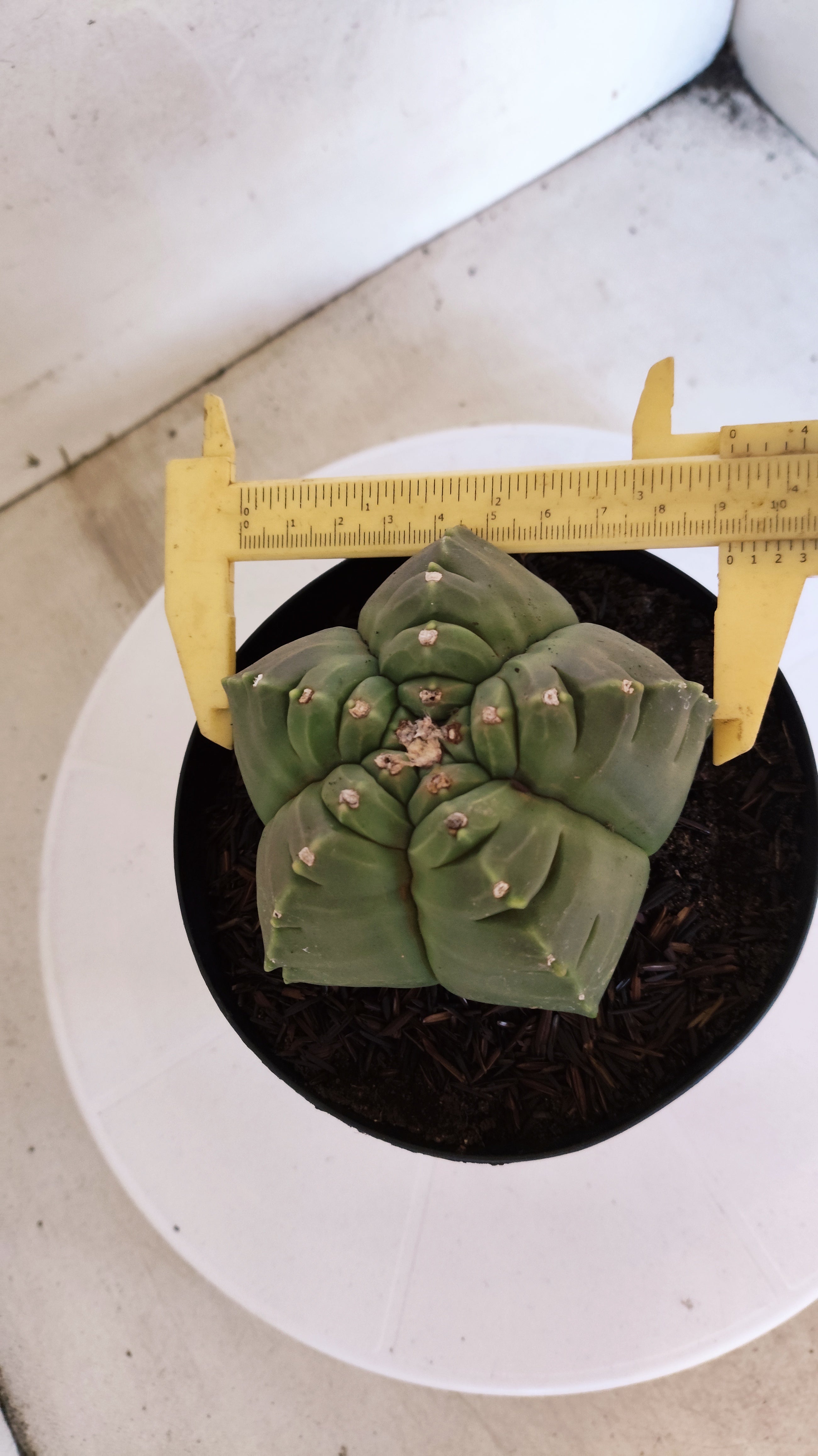 MATRIZ ASTROPHYTUM cv KIKKO   Nº 1121 – vaso 15