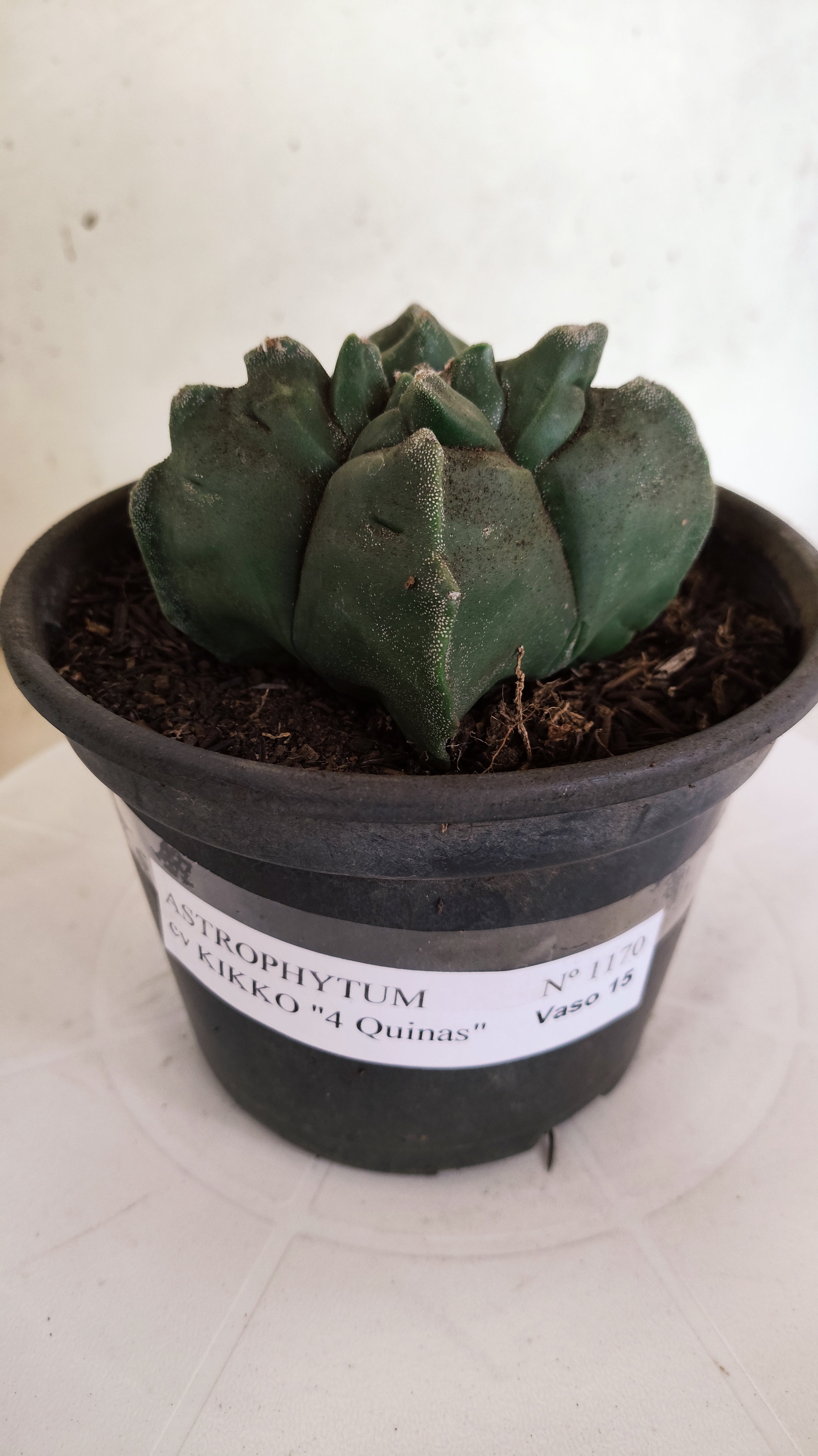 MATRIZ ASTROPHYTUM cv KIKKO  "4 Quinas"Nº 1170 – vaso 15