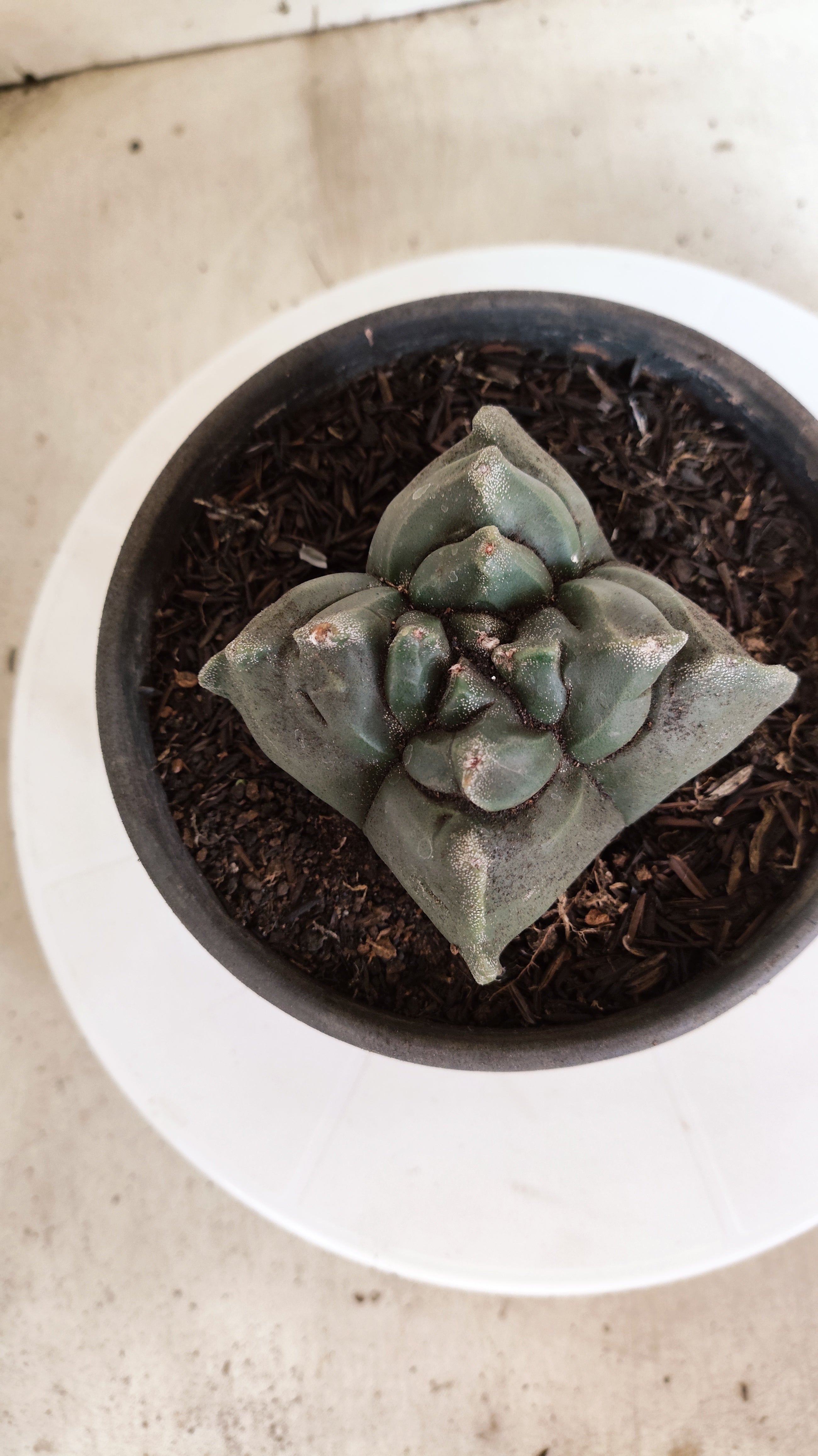 MATRIZ ASTROPHYTUM cv KIKKO  "4 Quinas"Nº 1170 – vaso 15