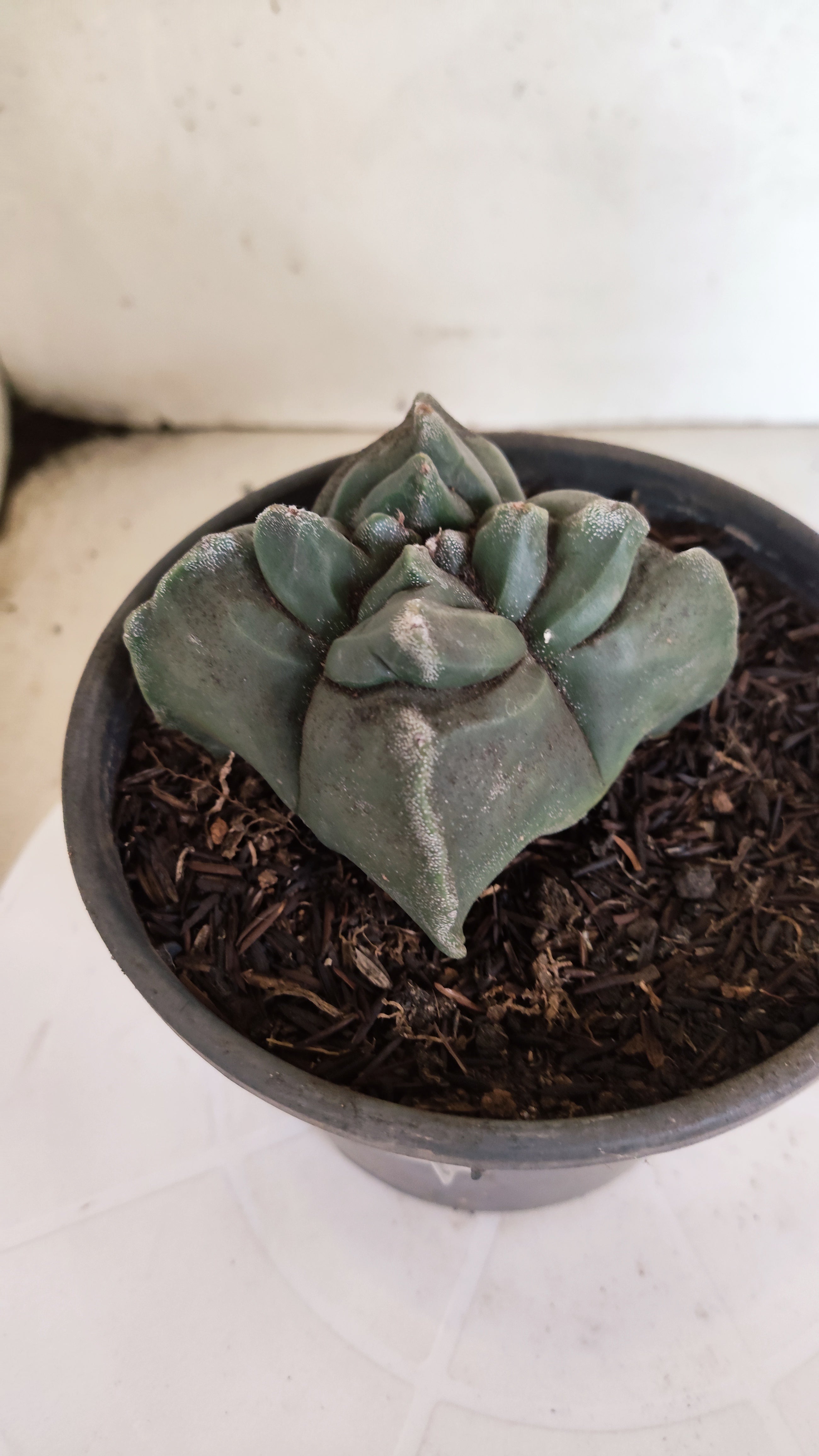 MATRIZ ASTROPHYTUM cv KIKKO  "4 Quinas"Nº 1170 – vaso 15