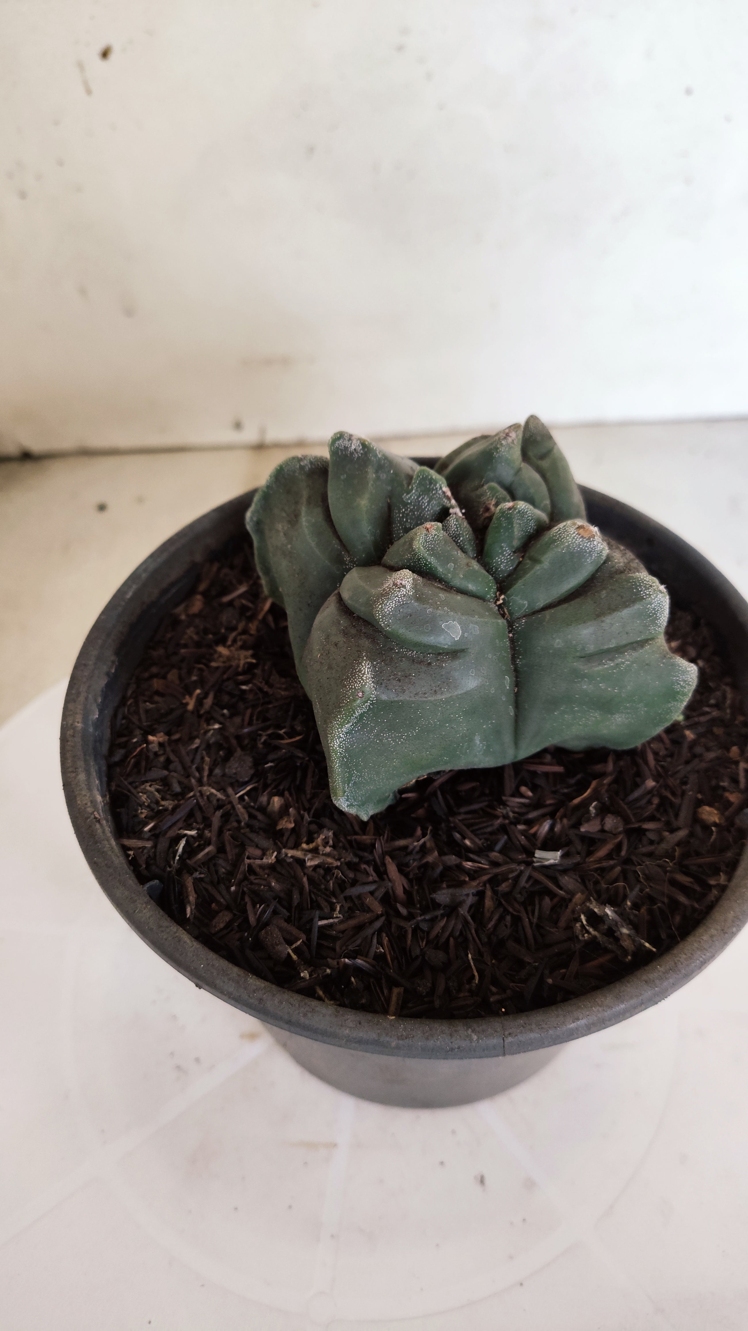 MATRIZ ASTROPHYTUM cv KIKKO  "4 Quinas"Nº 1170 – vaso 15