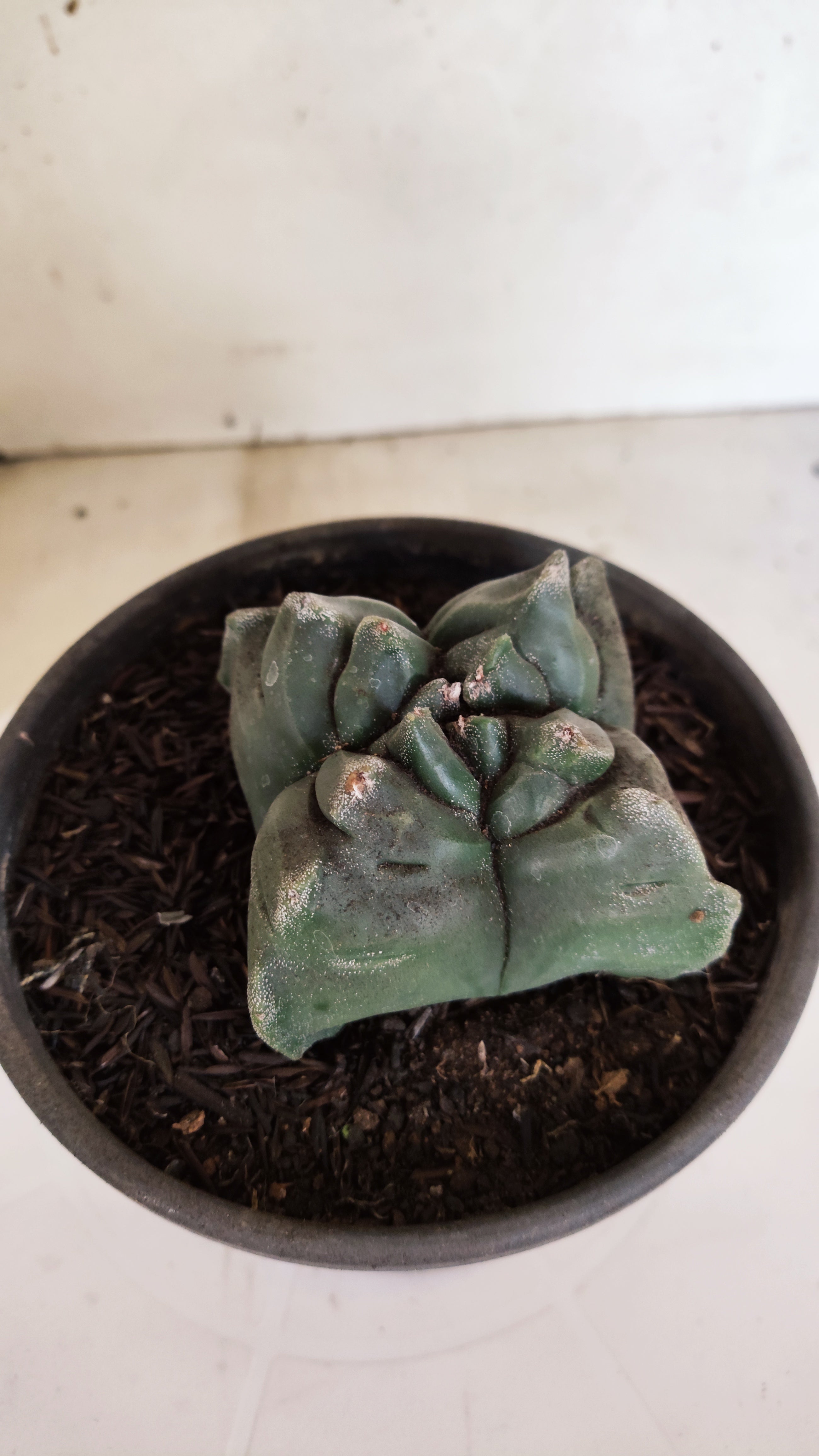 MATRIZ ASTROPHYTUM cv KIKKO  "4 Quinas"Nº 1170 – vaso 15