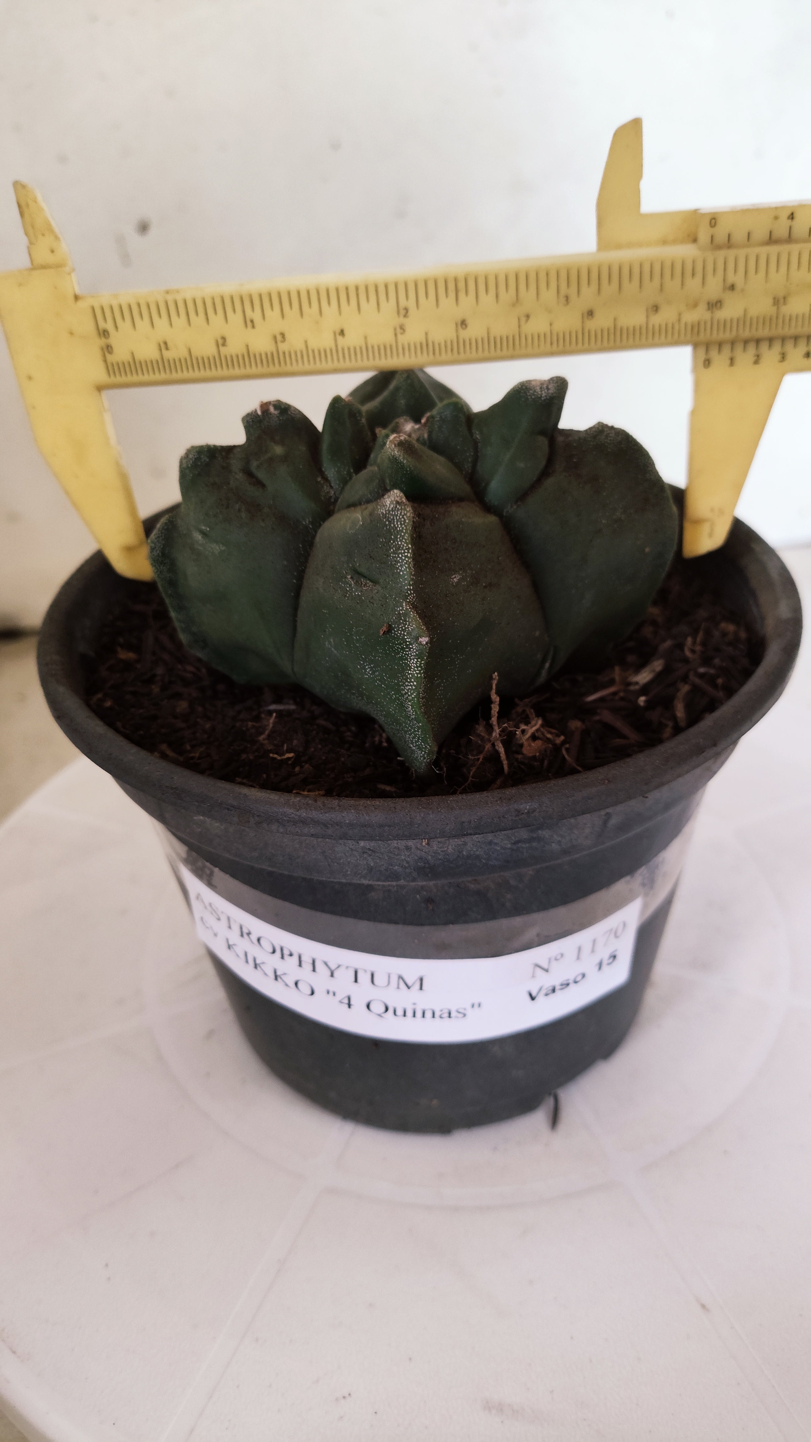 MATRIZ ASTROPHYTUM cv KIKKO  "4 Quinas"Nº 1170 – vaso 15