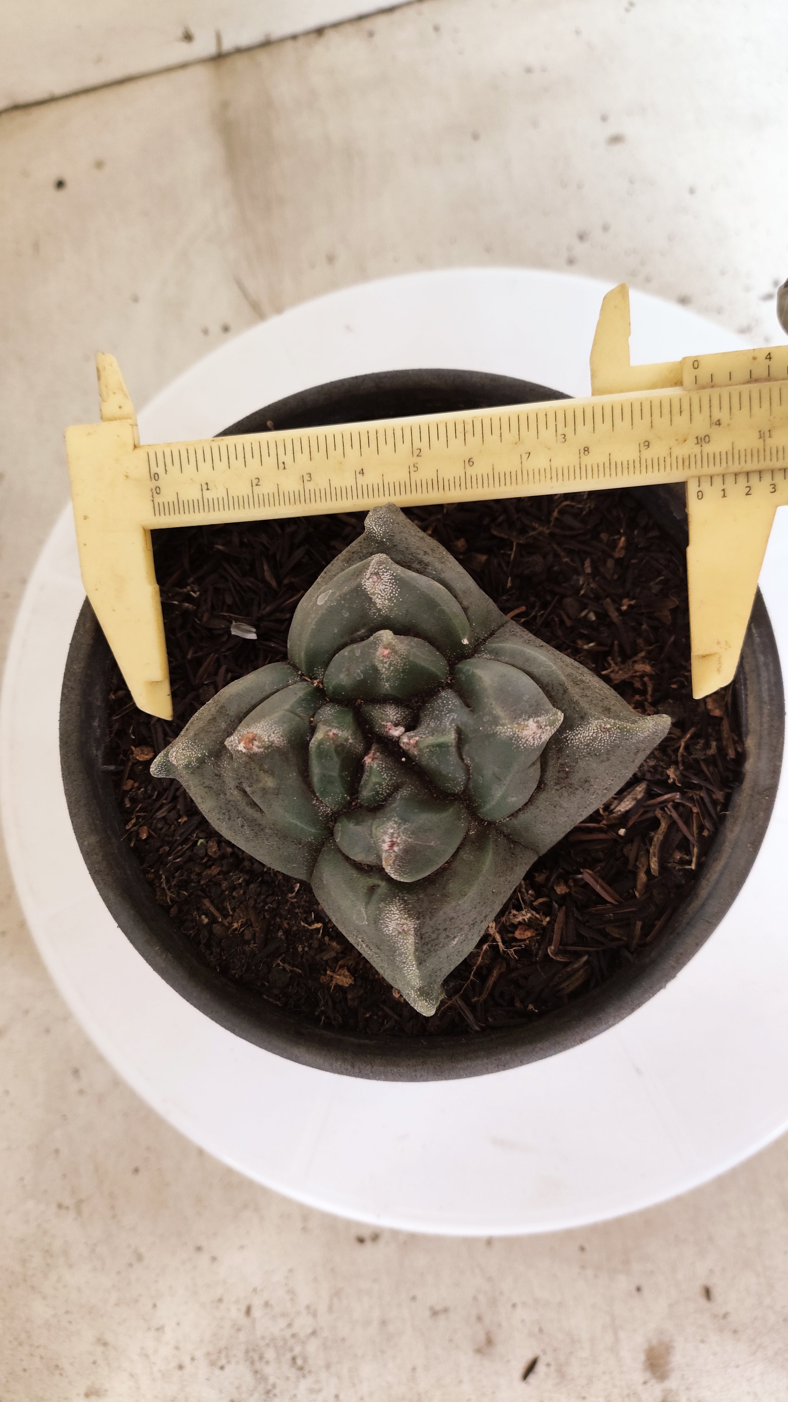 MATRIZ ASTROPHYTUM cv KIKKO  "4 Quinas"Nº 1170 – vaso 15