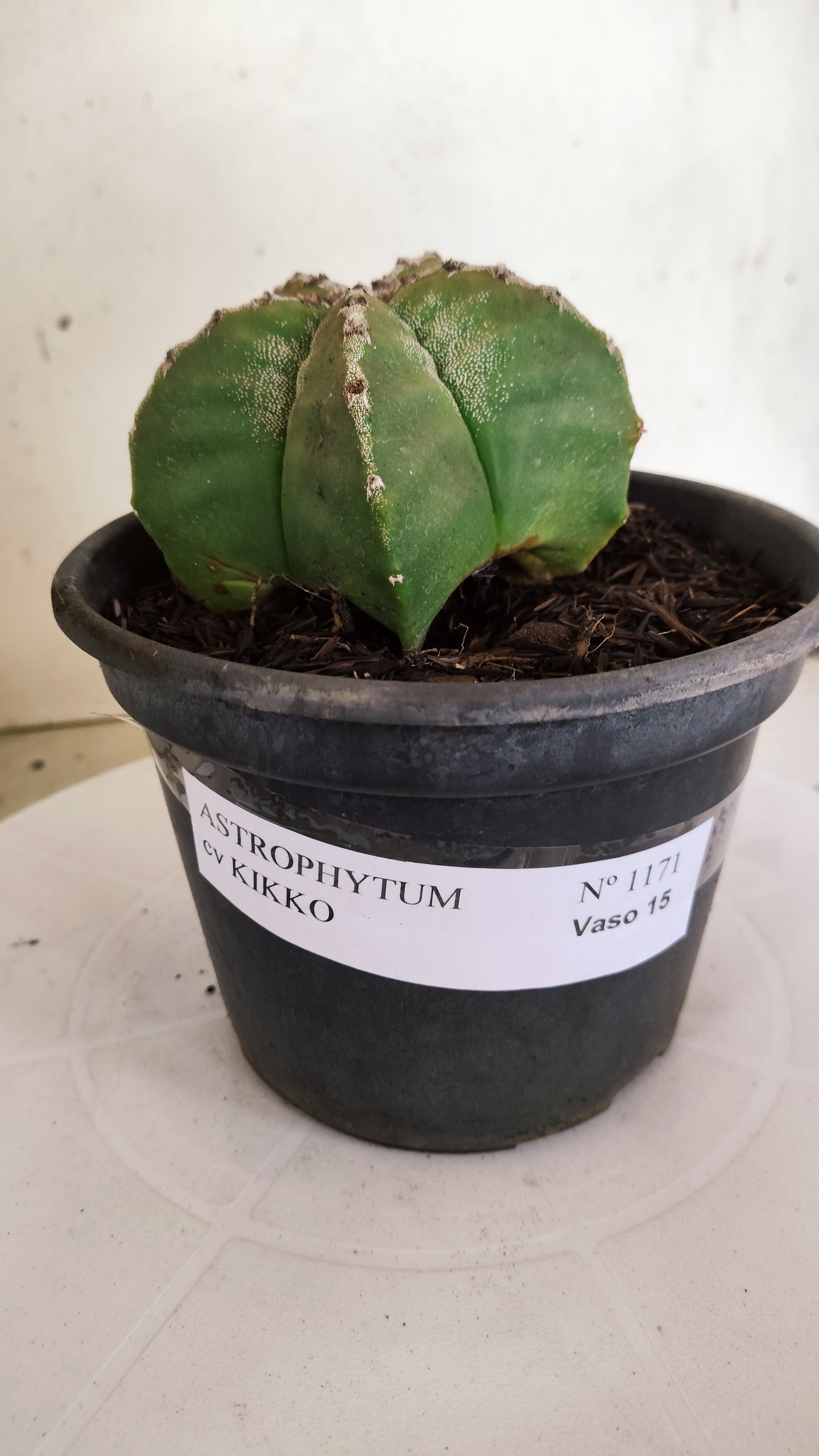 MATRIZ ASTROPHYTUM cv KIKKO  Nº 1171 – vaso 15