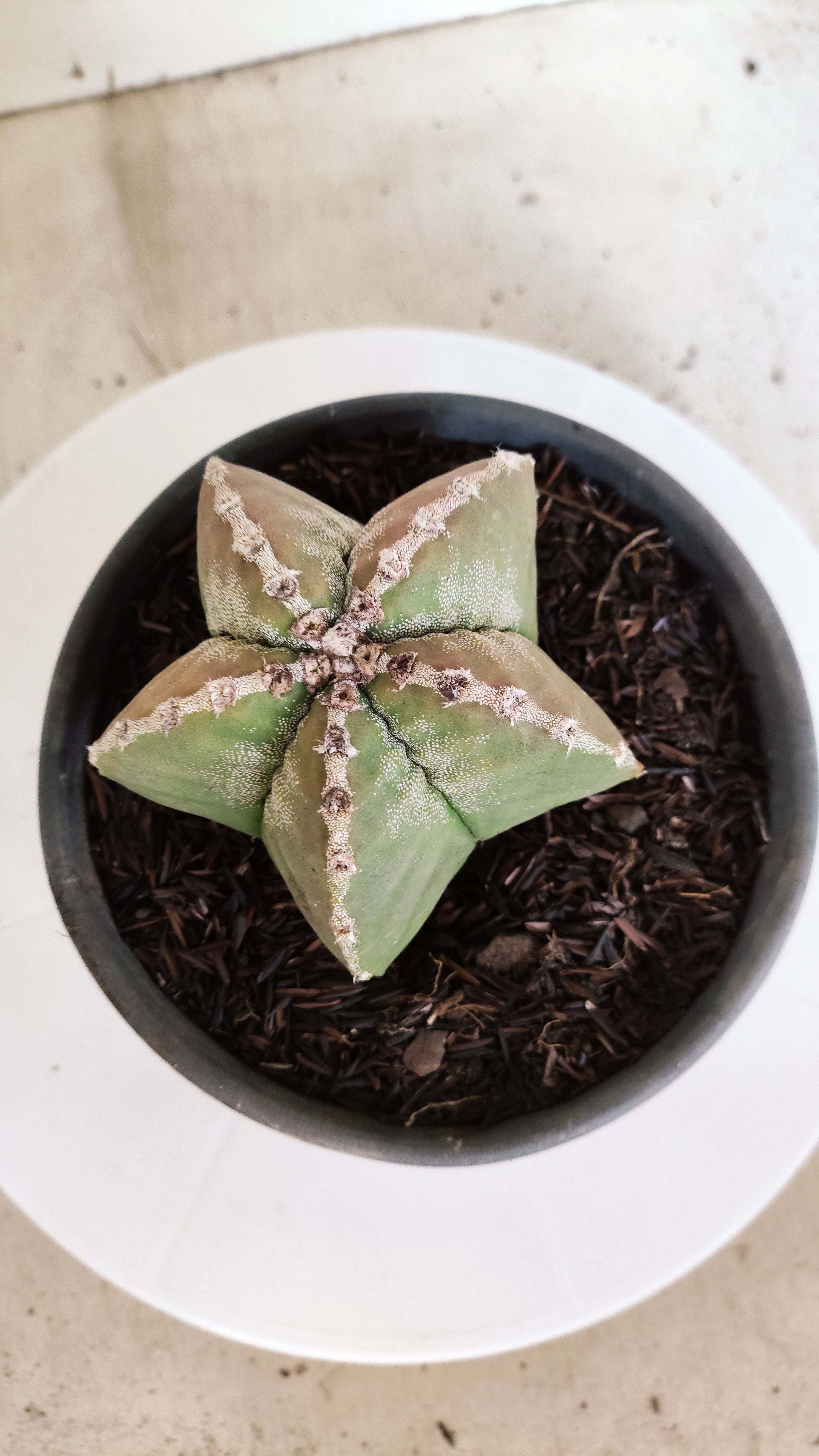 MATRIZ ASTROPHYTUM cv KIKKO  Nº 1171 – vaso 15
