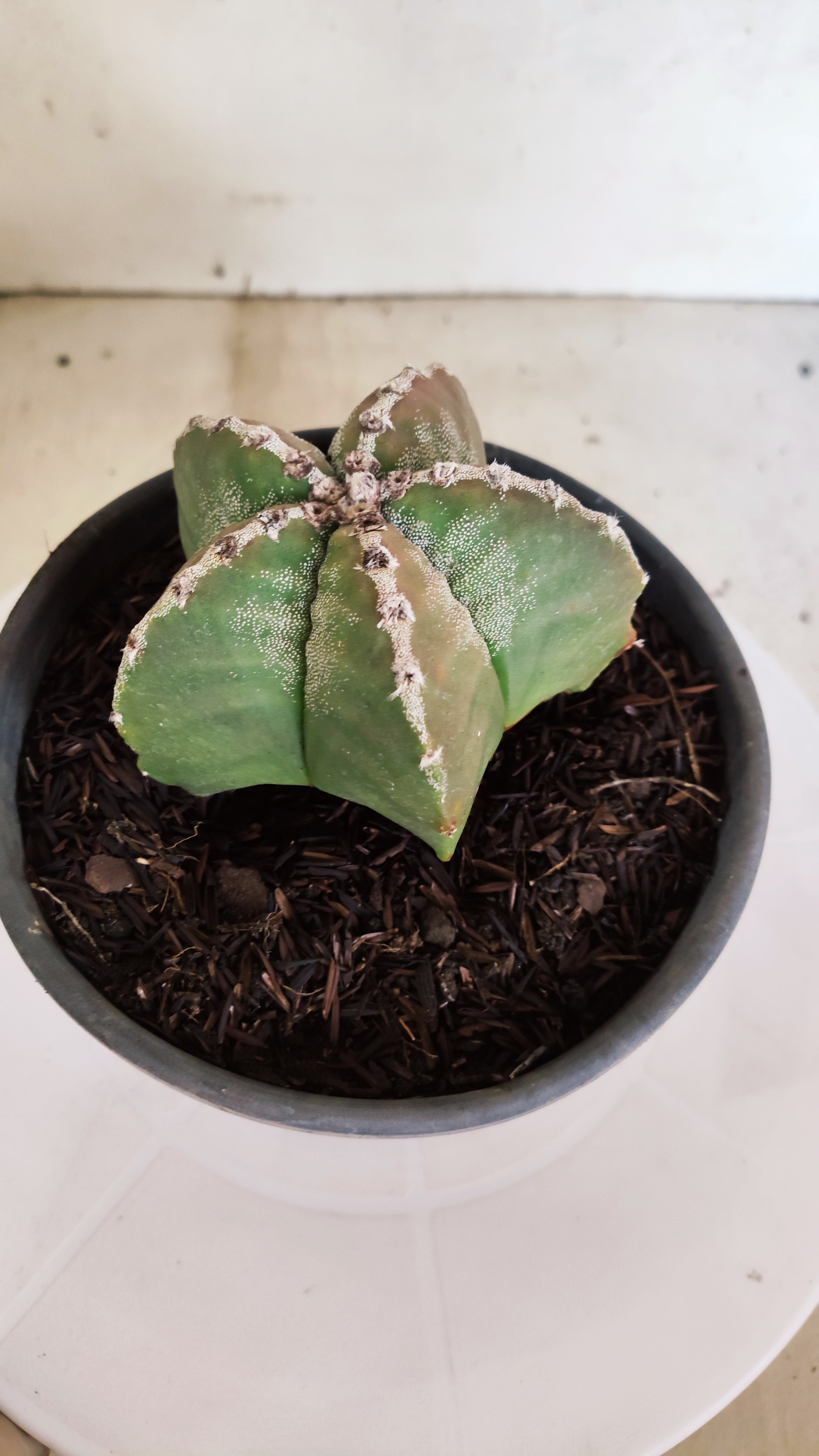 MATRIZ ASTROPHYTUM cv KIKKO  Nº 1171 – vaso 15