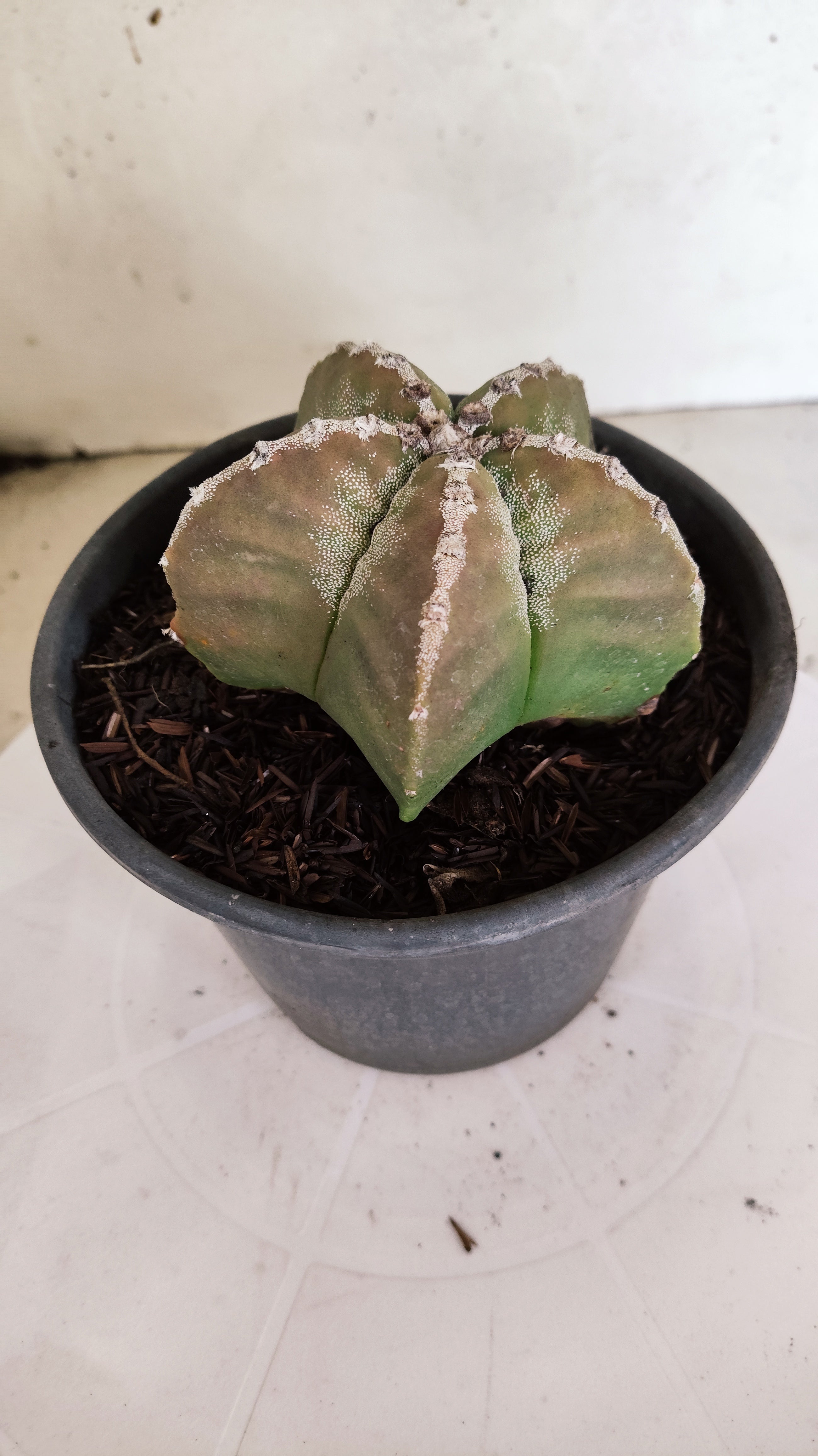 MATRIZ ASTROPHYTUM cv KIKKO  Nº 1171 – vaso 15