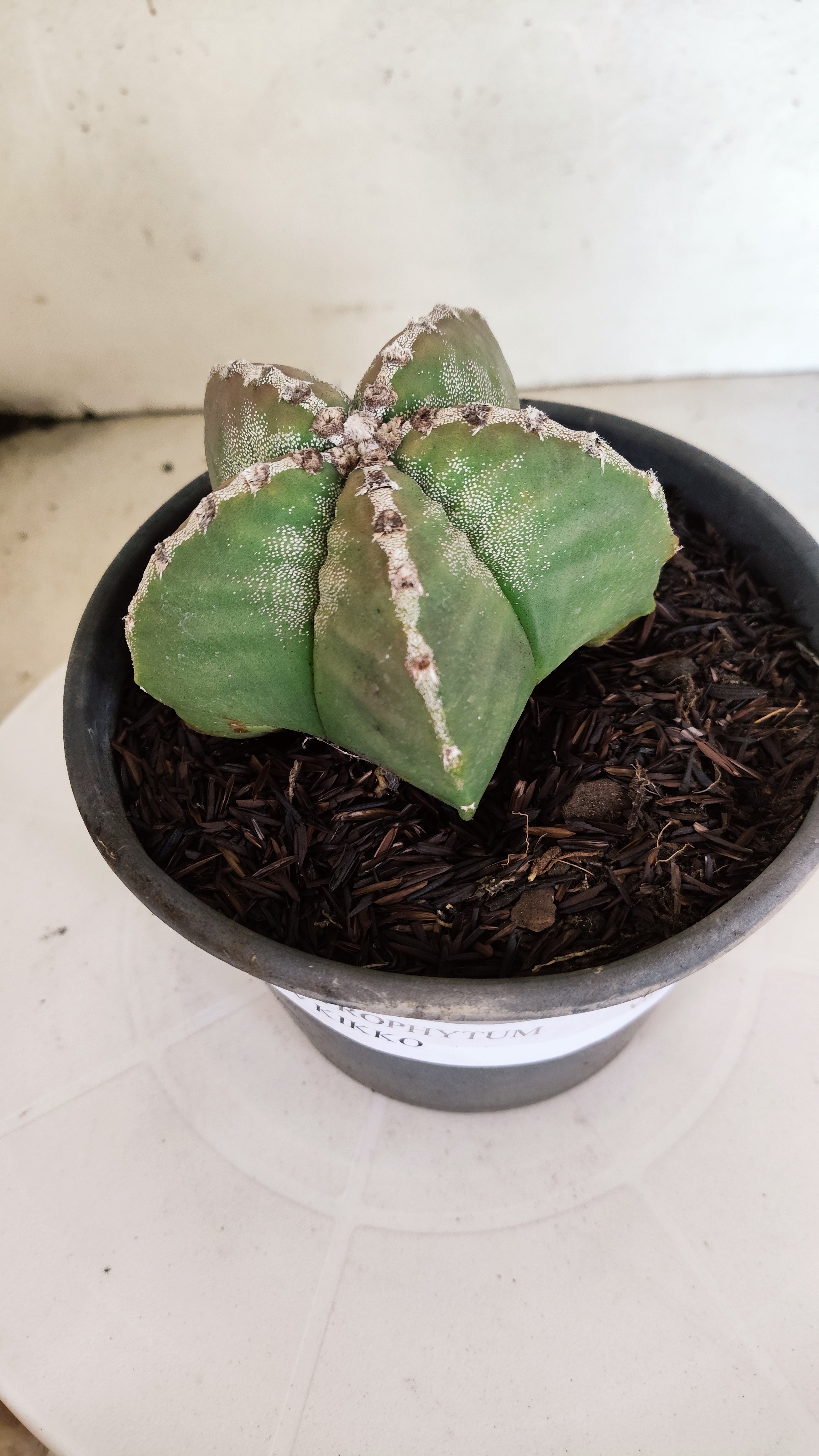 MATRIZ ASTROPHYTUM cv KIKKO  Nº 1171 – vaso 15