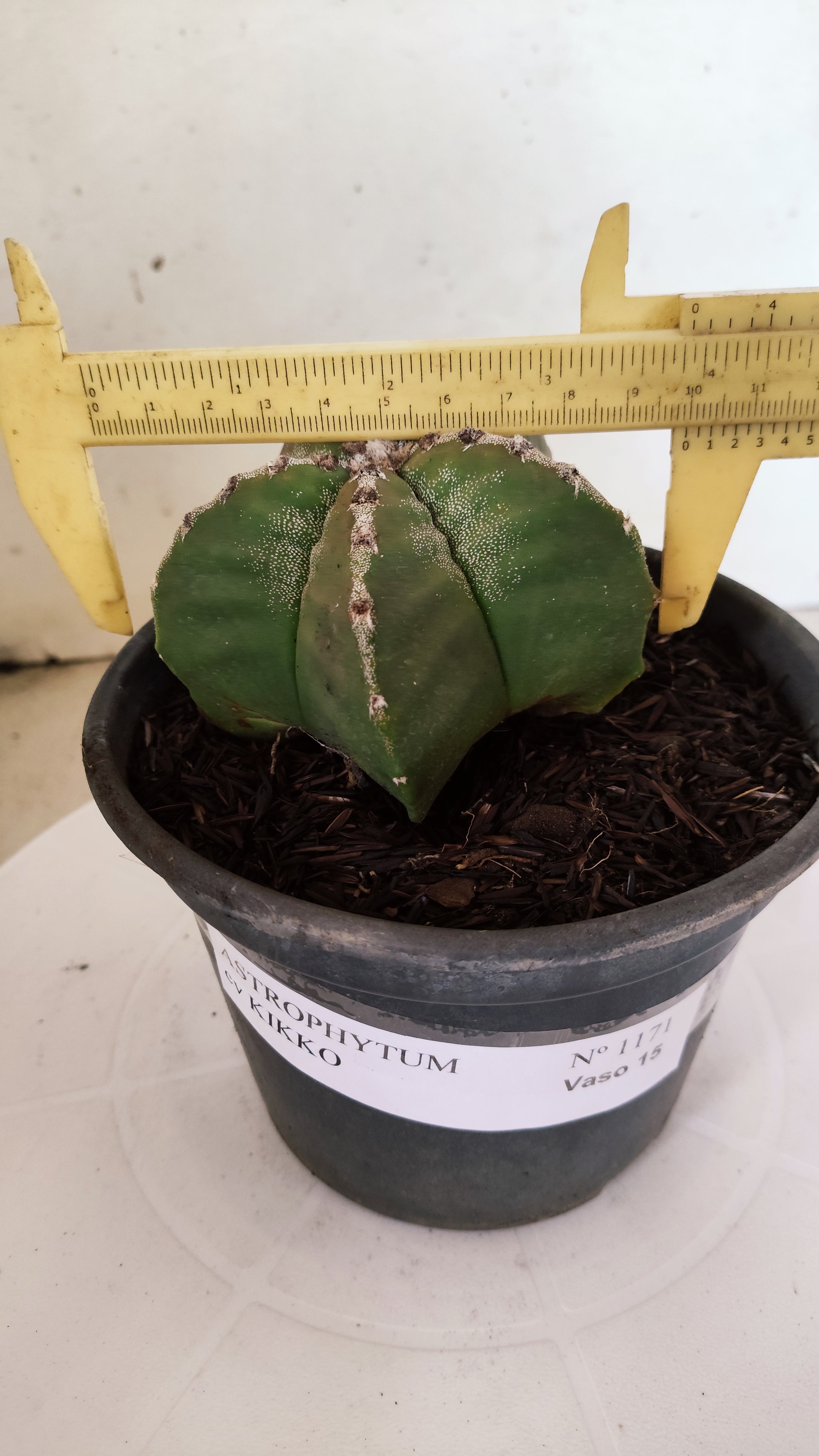 MATRIZ ASTROPHYTUM cv KIKKO  Nº 1171 – vaso 15