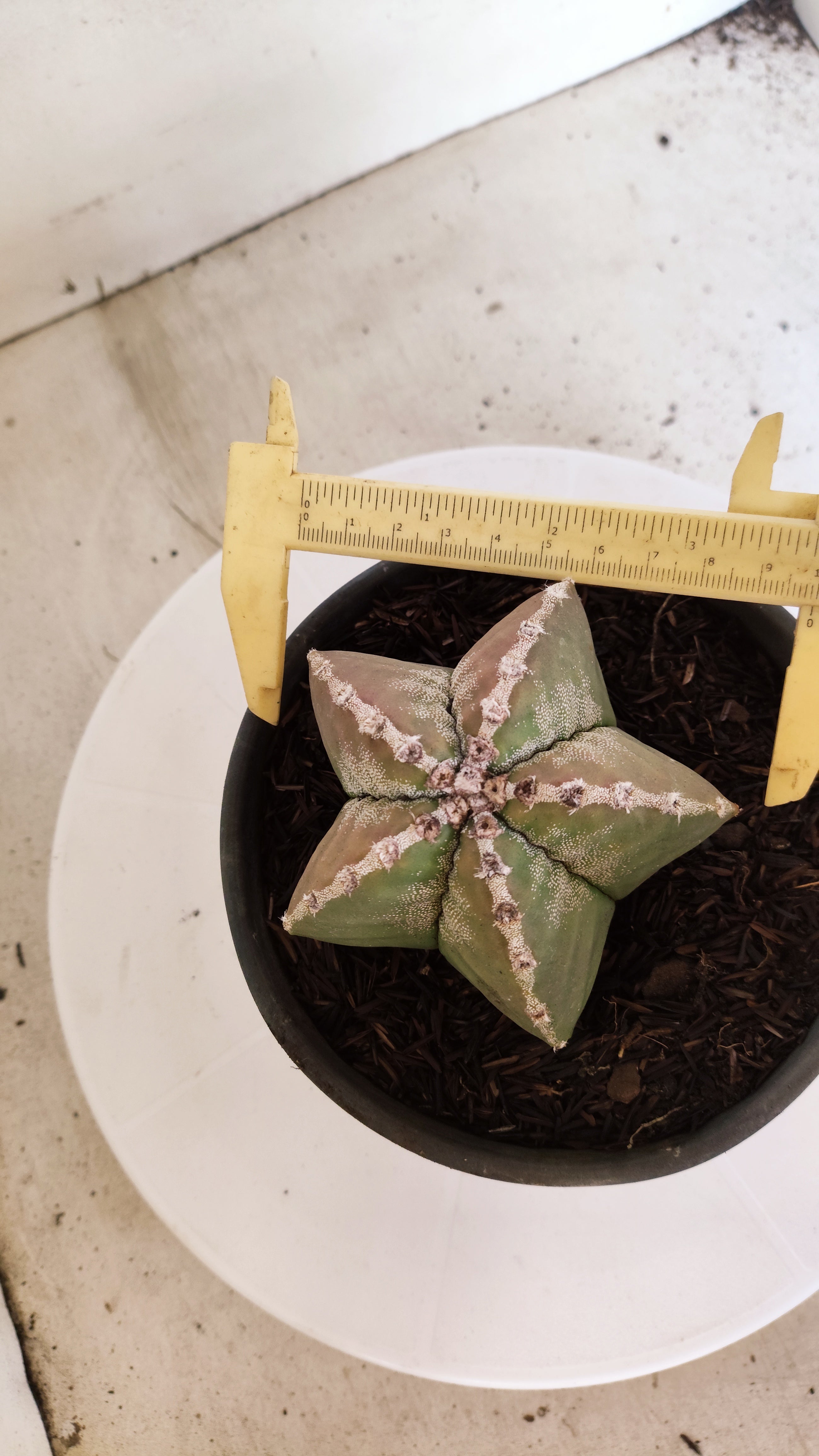 MATRIZ ASTROPHYTUM cv KIKKO  Nº 1171 – vaso 15