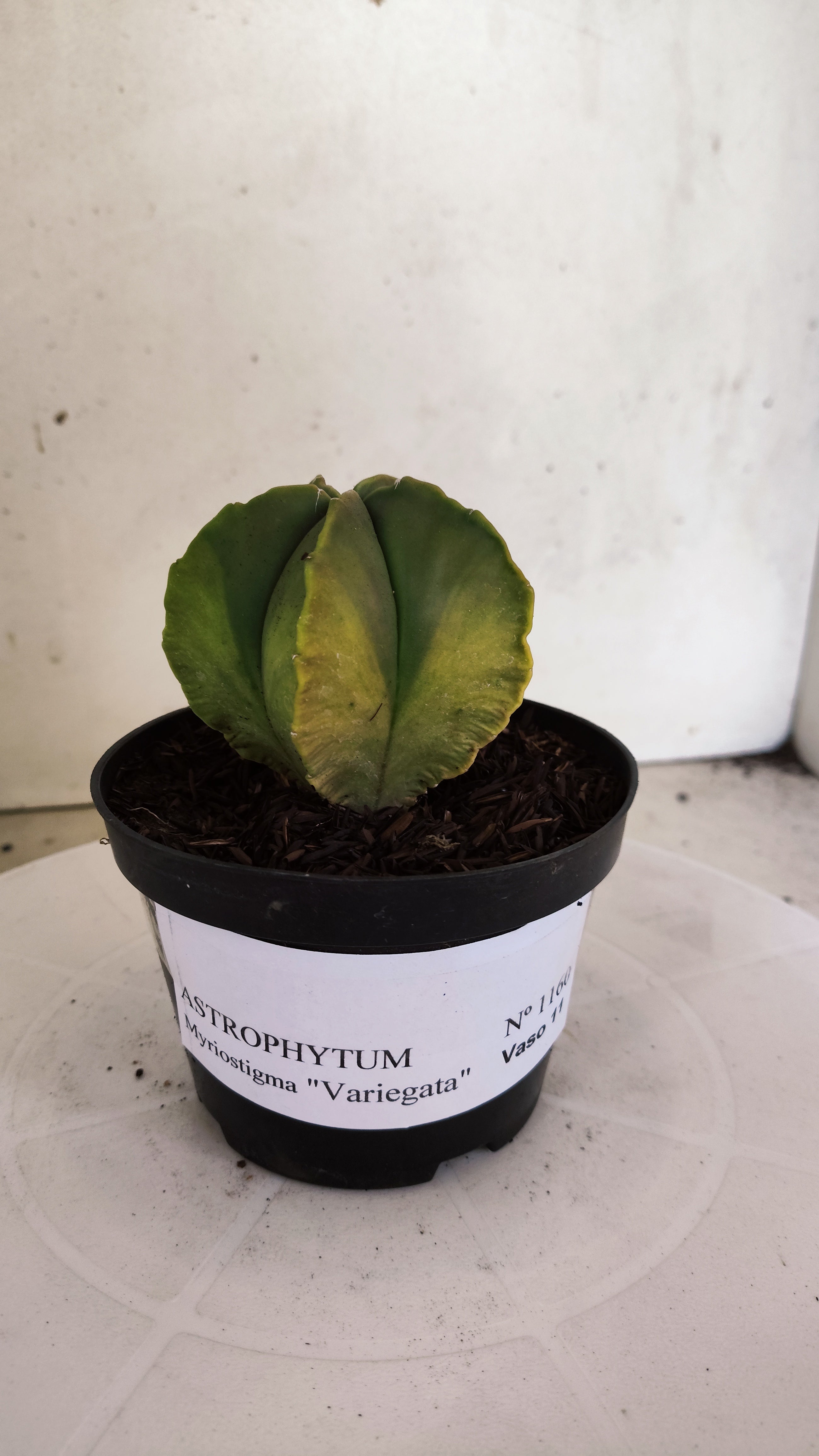 ASTROPHYTUM MYRIOSTIGMA "Variegata"  Nº 1160 – vaso 11