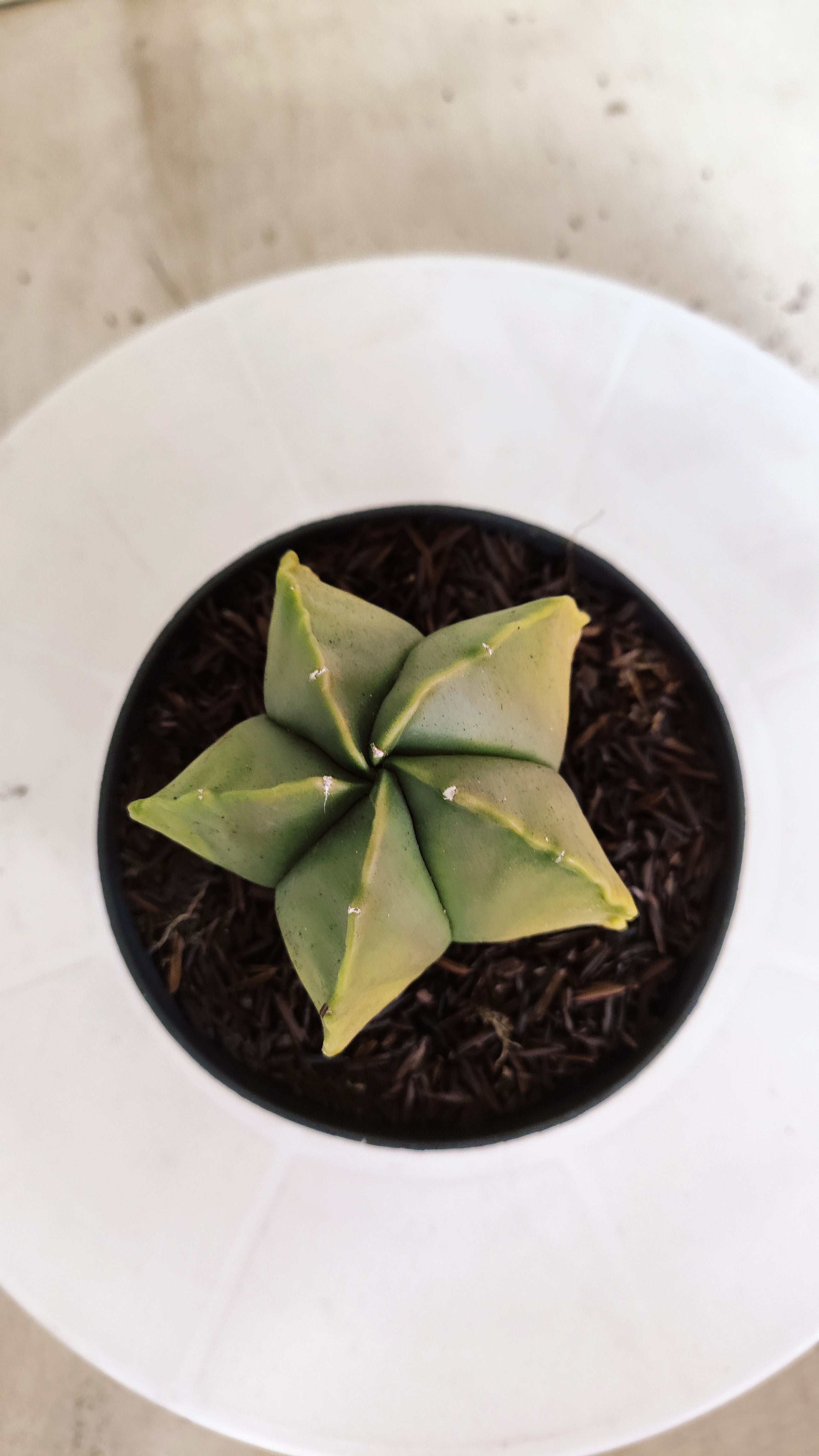 ASTROPHYTUM MYRIOSTIGMA "Variegata"  Nº 1160 – vaso 11