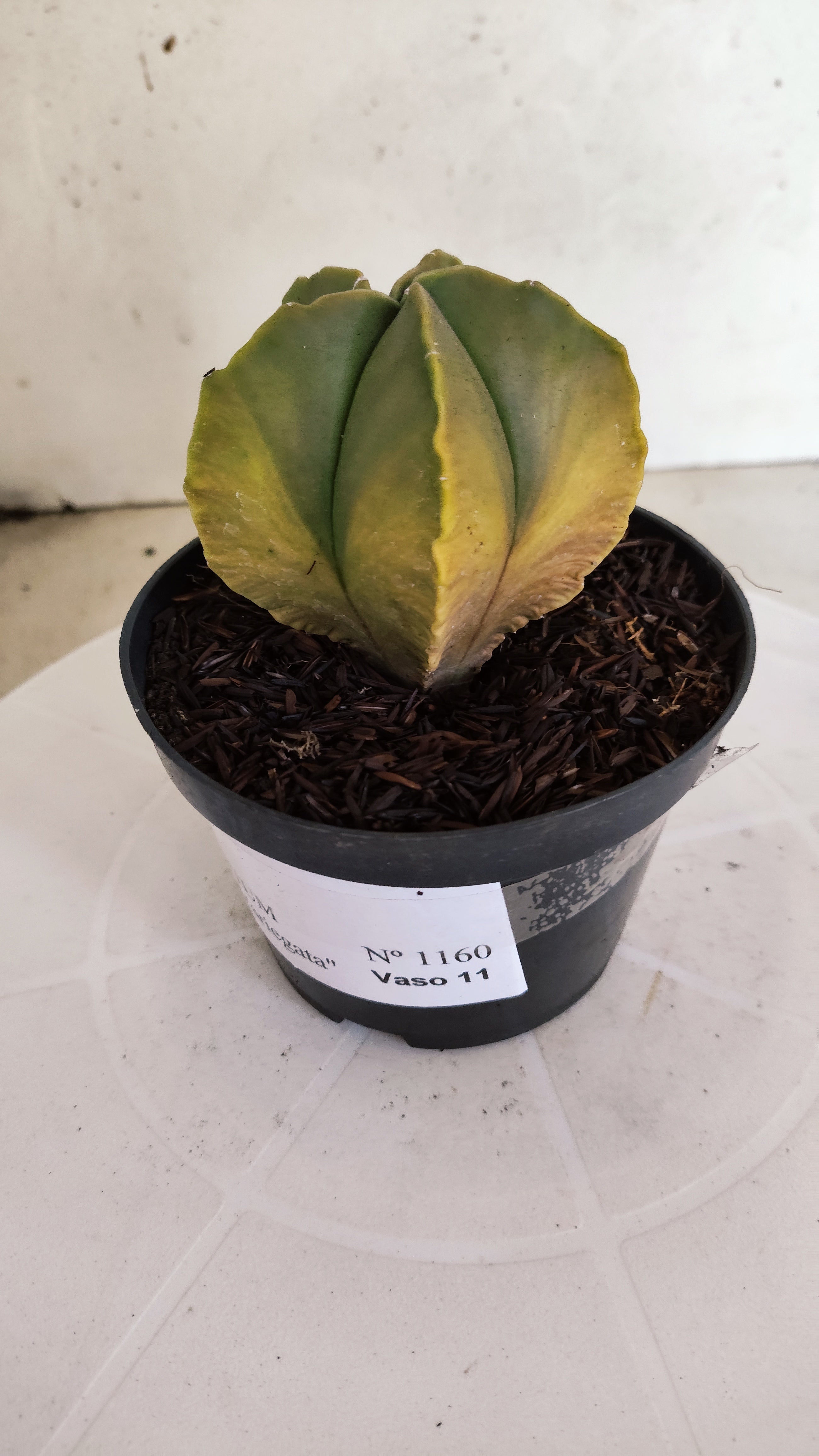 ASTROPHYTUM MYRIOSTIGMA "Variegata"  Nº 1160 – vaso 11