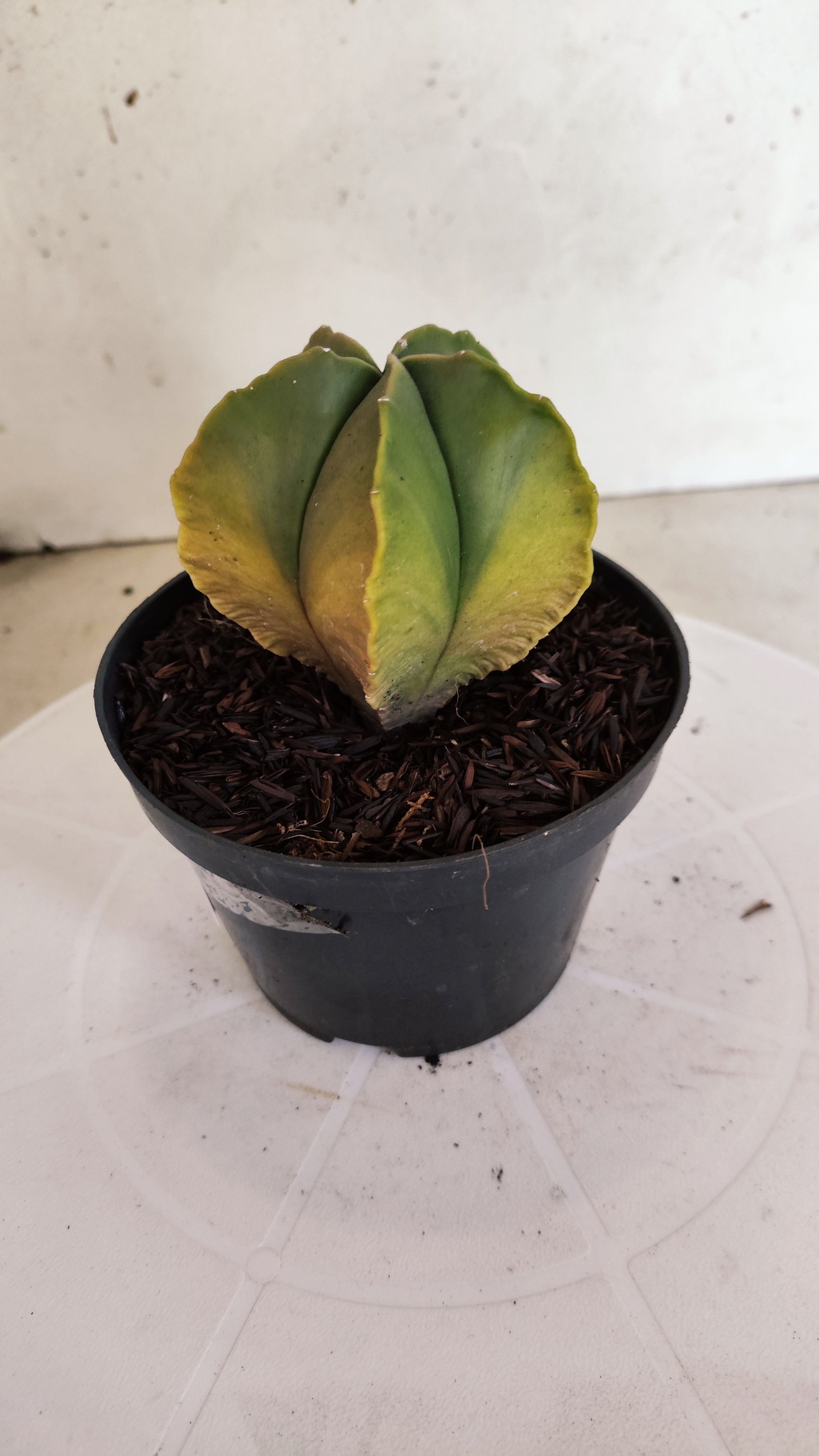 ASTROPHYTUM MYRIOSTIGMA "Variegata"  Nº 1160 – vaso 11