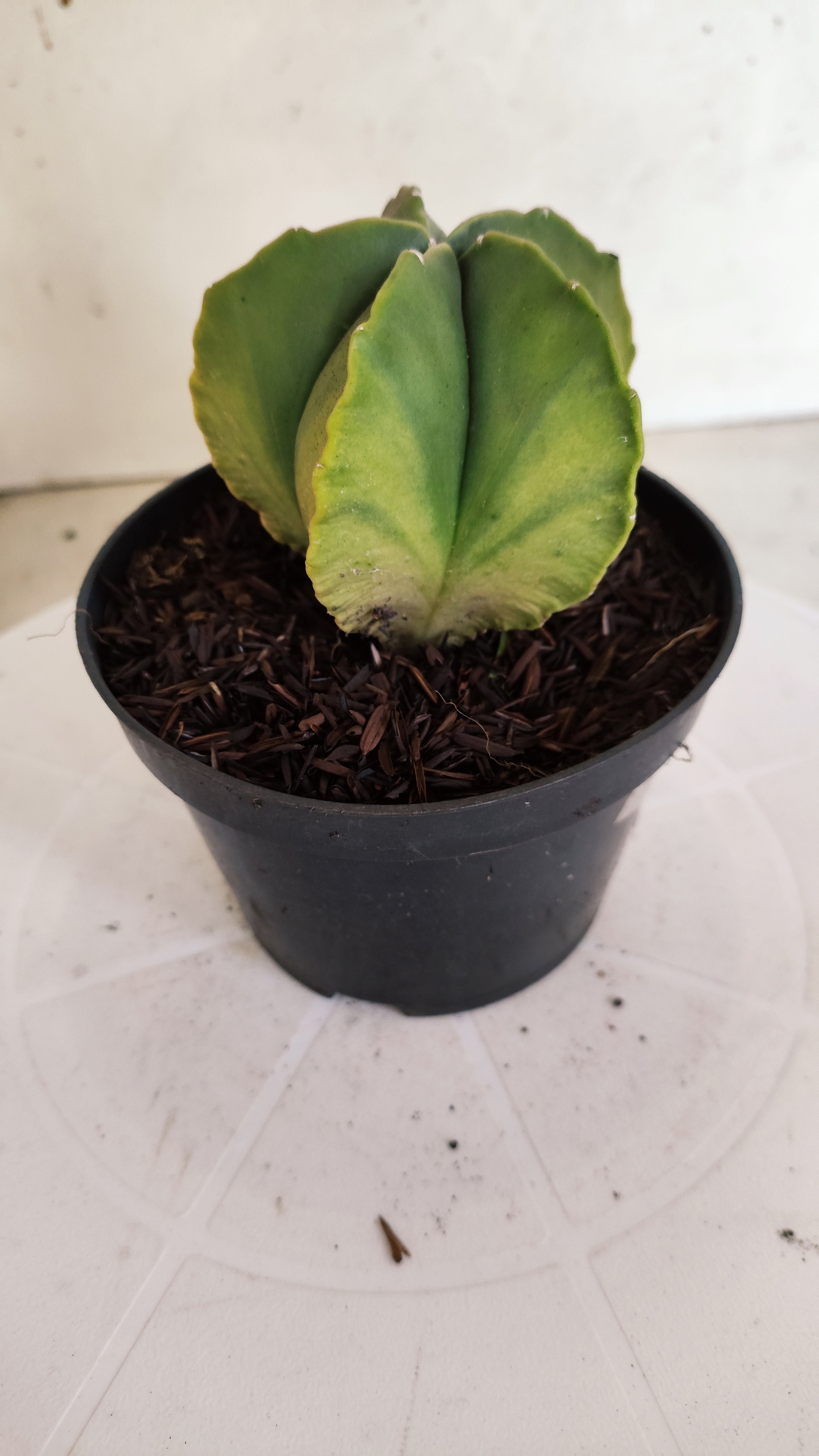 ASTROPHYTUM MYRIOSTIGMA "Variegata"  Nº 1160 – vaso 11