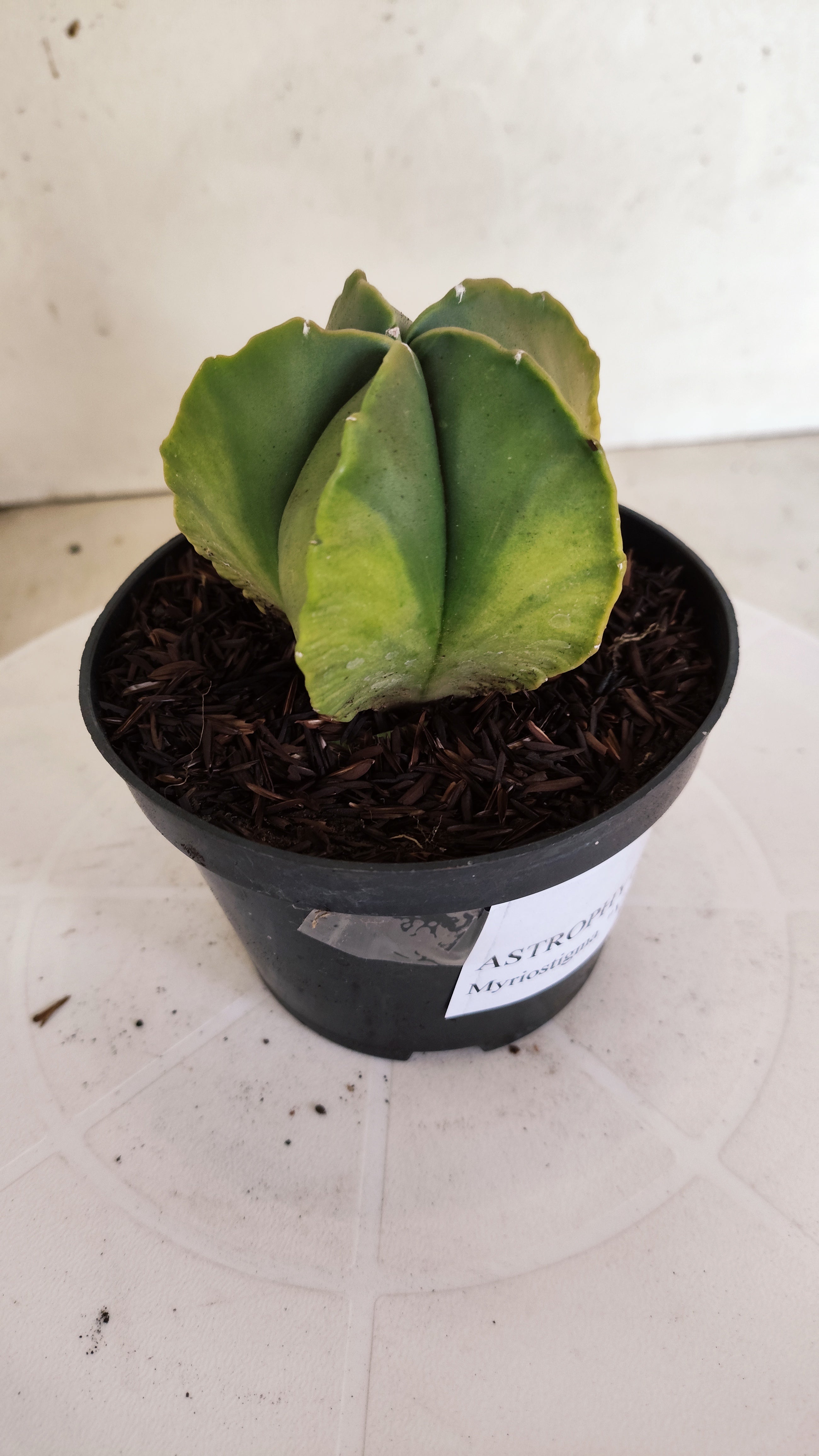 ASTROPHYTUM MYRIOSTIGMA "Variegata"  Nº 1160 – vaso 11