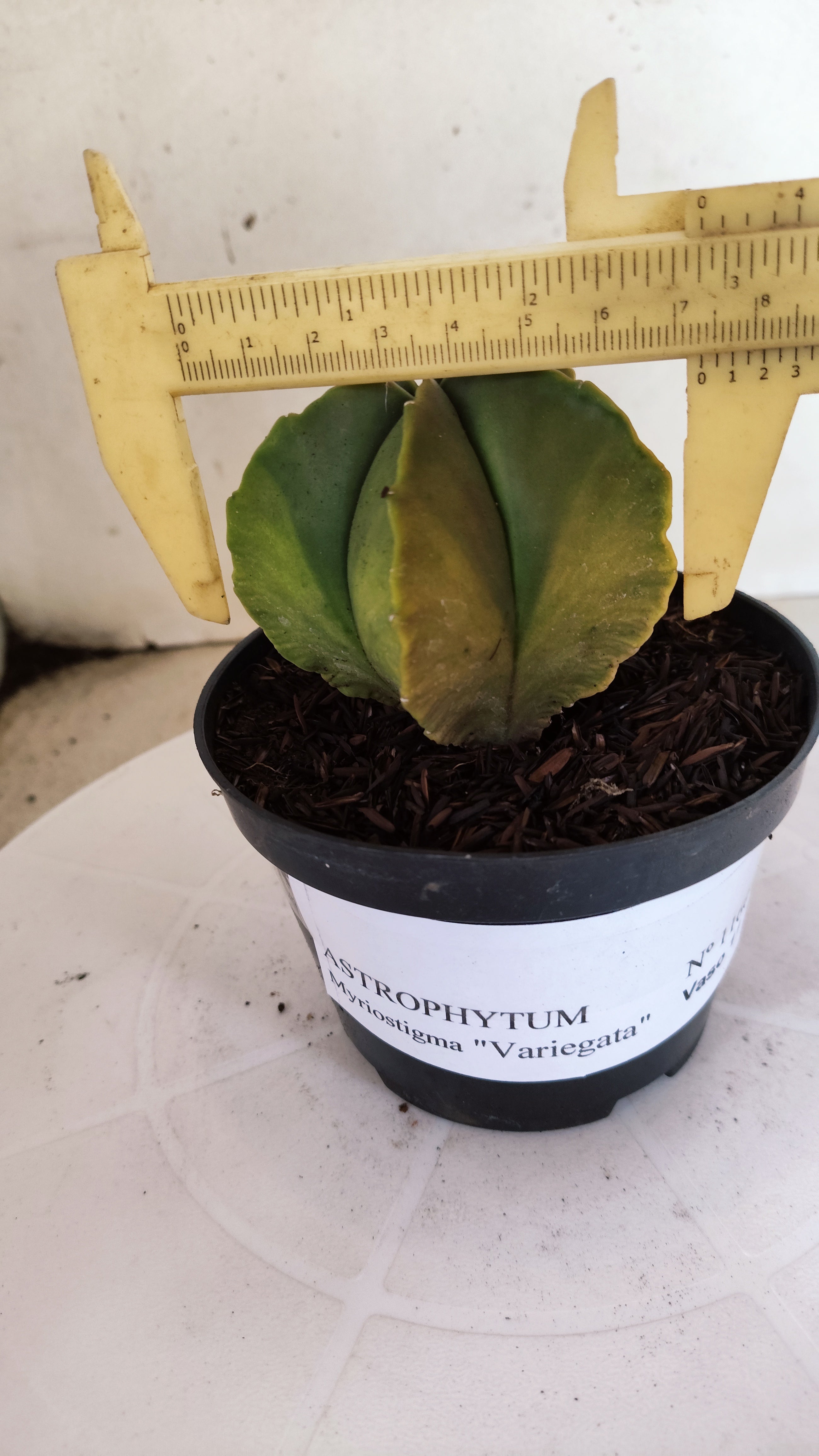 ASTROPHYTUM MYRIOSTIGMA "Variegata"  Nº 1160 – vaso 11