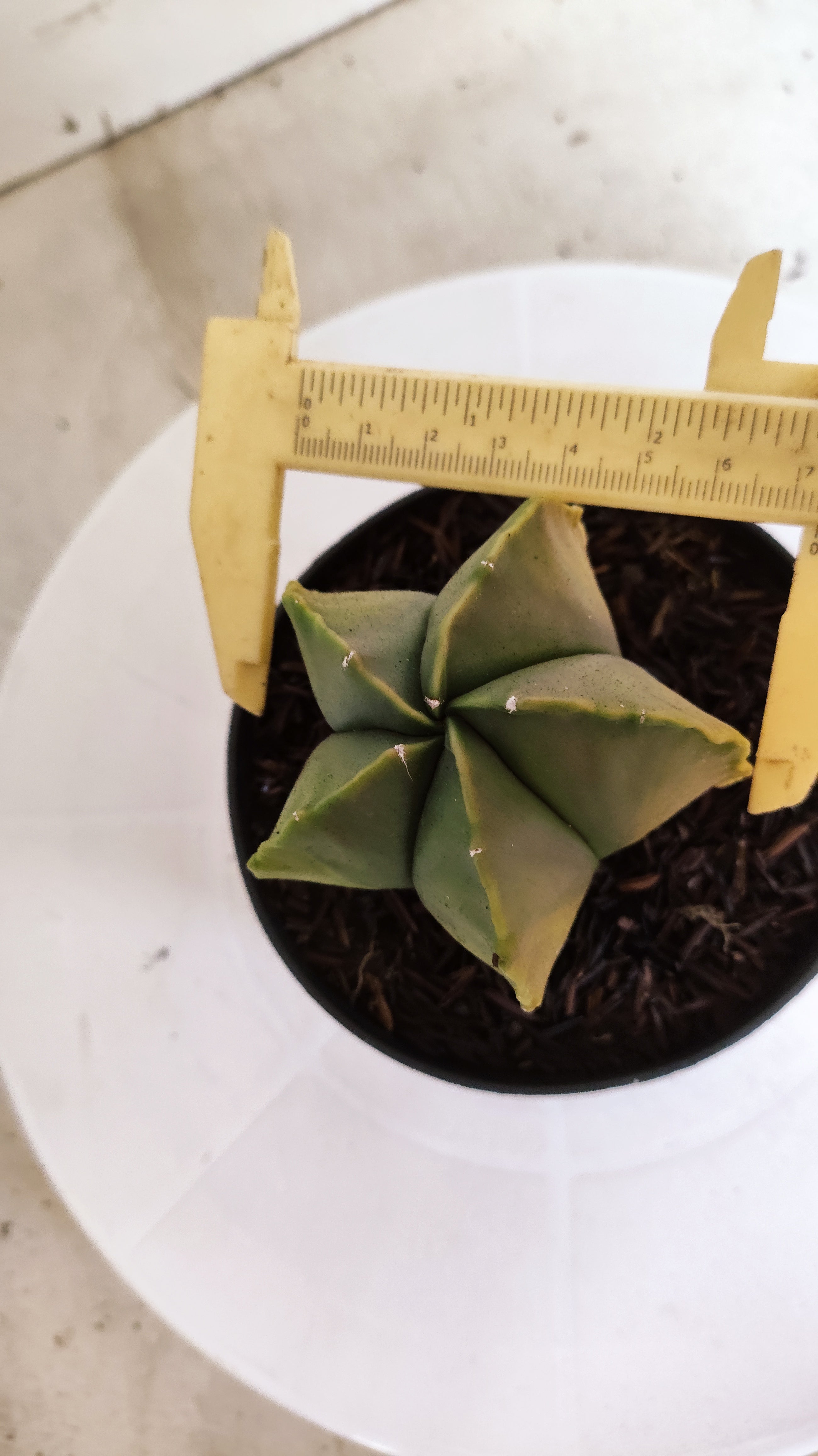 ASTROPHYTUM MYRIOSTIGMA "Variegata"  Nº 1160 – vaso 11